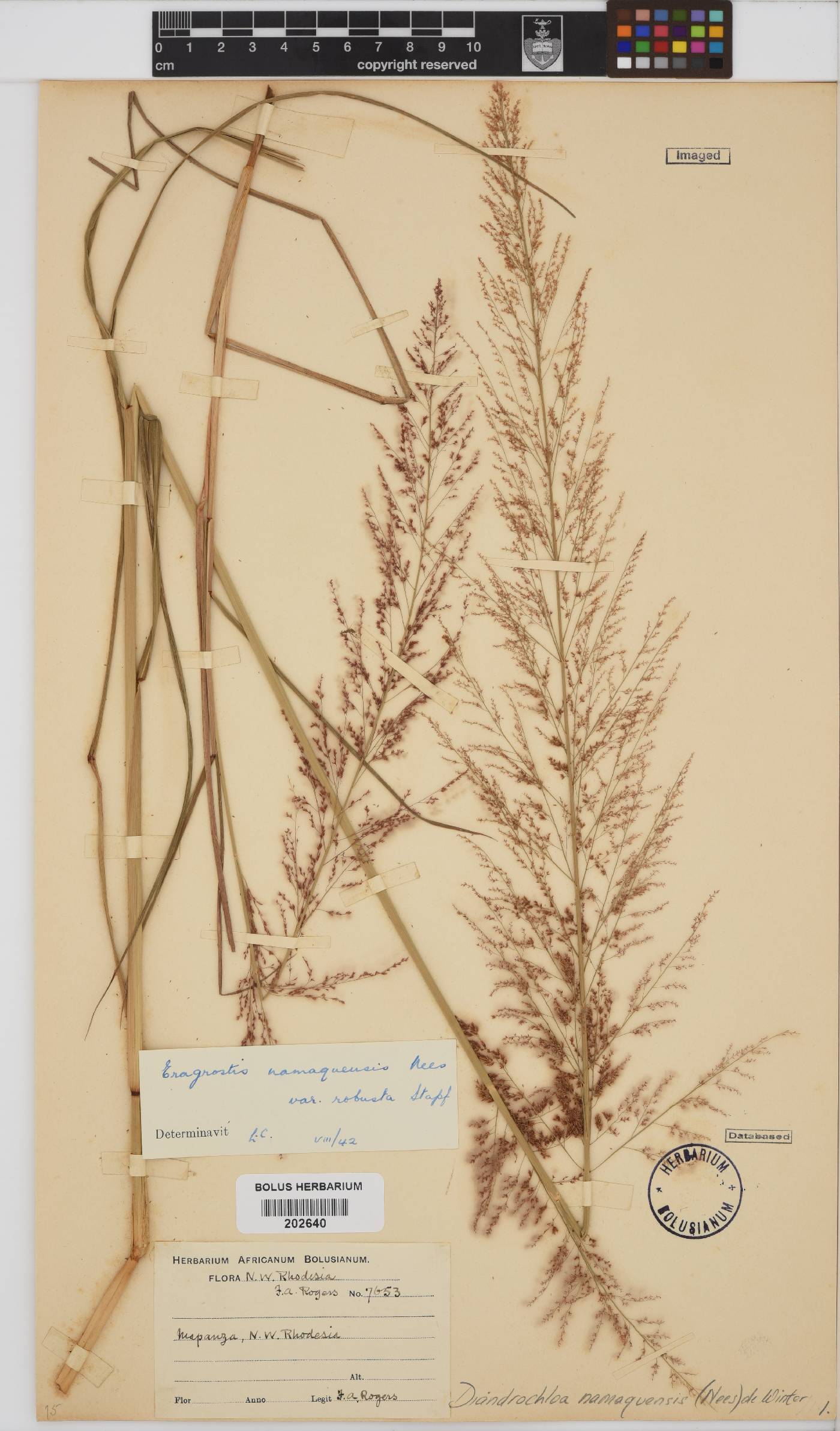 Diandrochloa namaquensis image