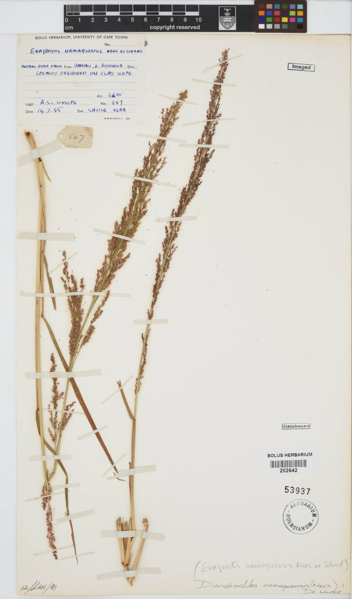 Diandrochloa namaquensis image