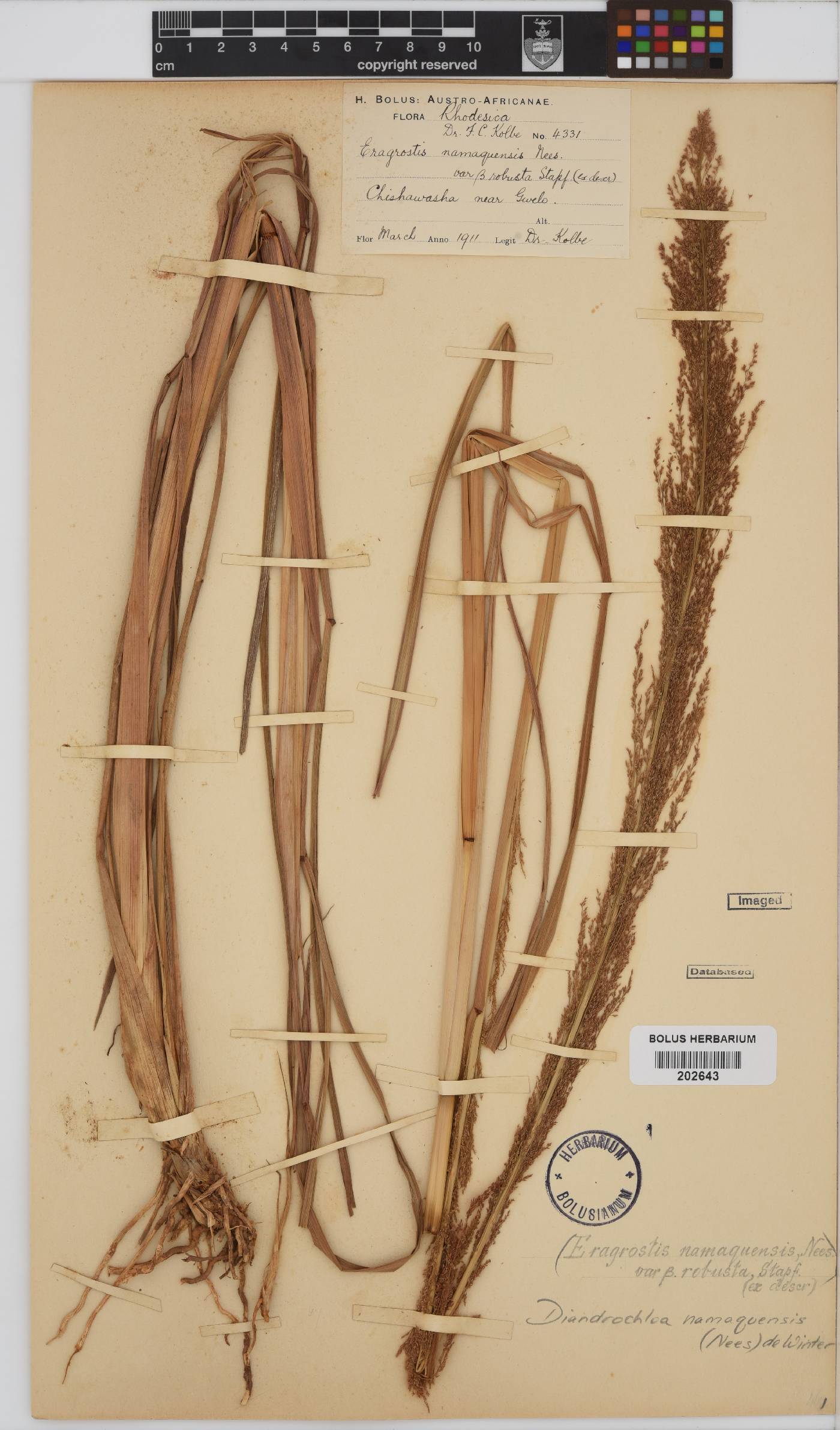 Diandrochloa image