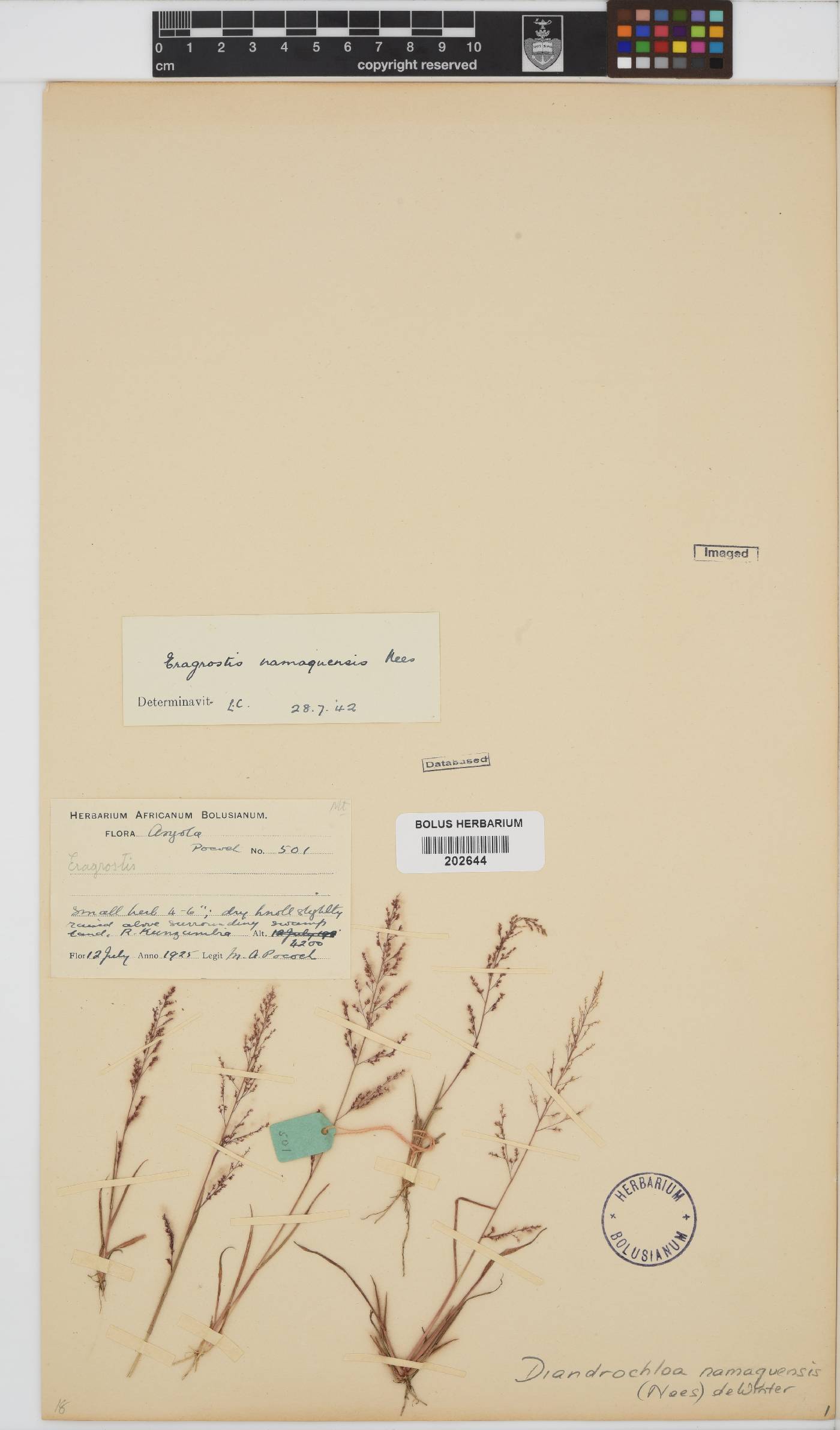 Diandrochloa namaquensis image