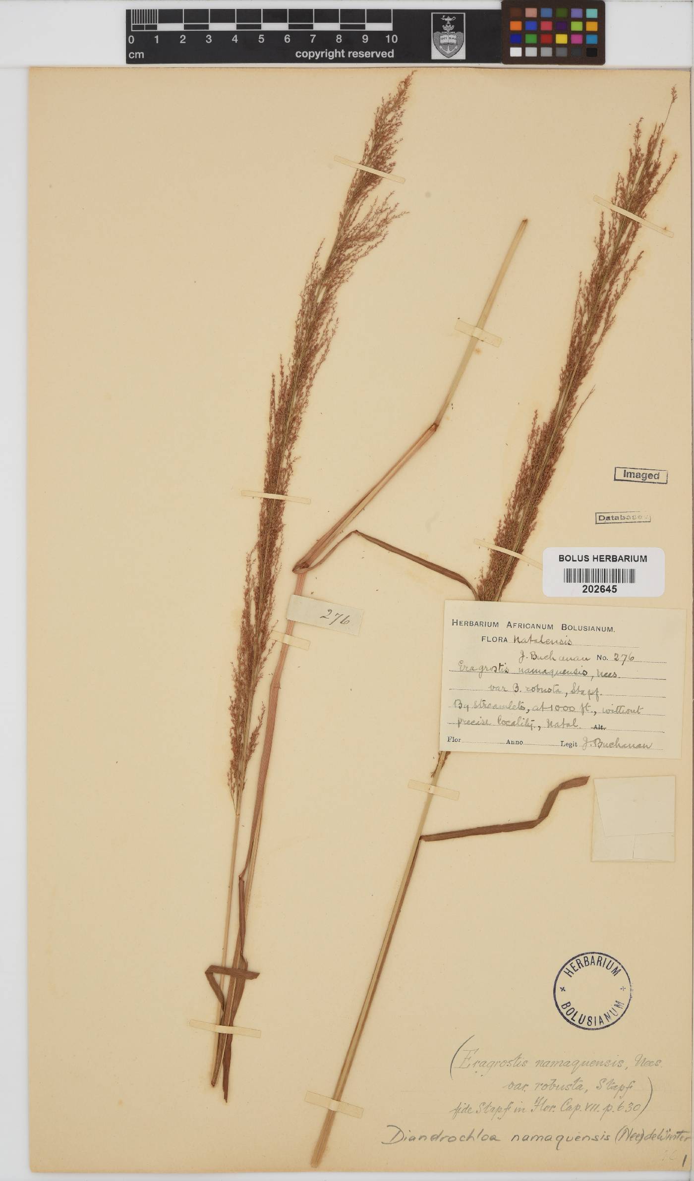 Diandrochloa namaquensis image