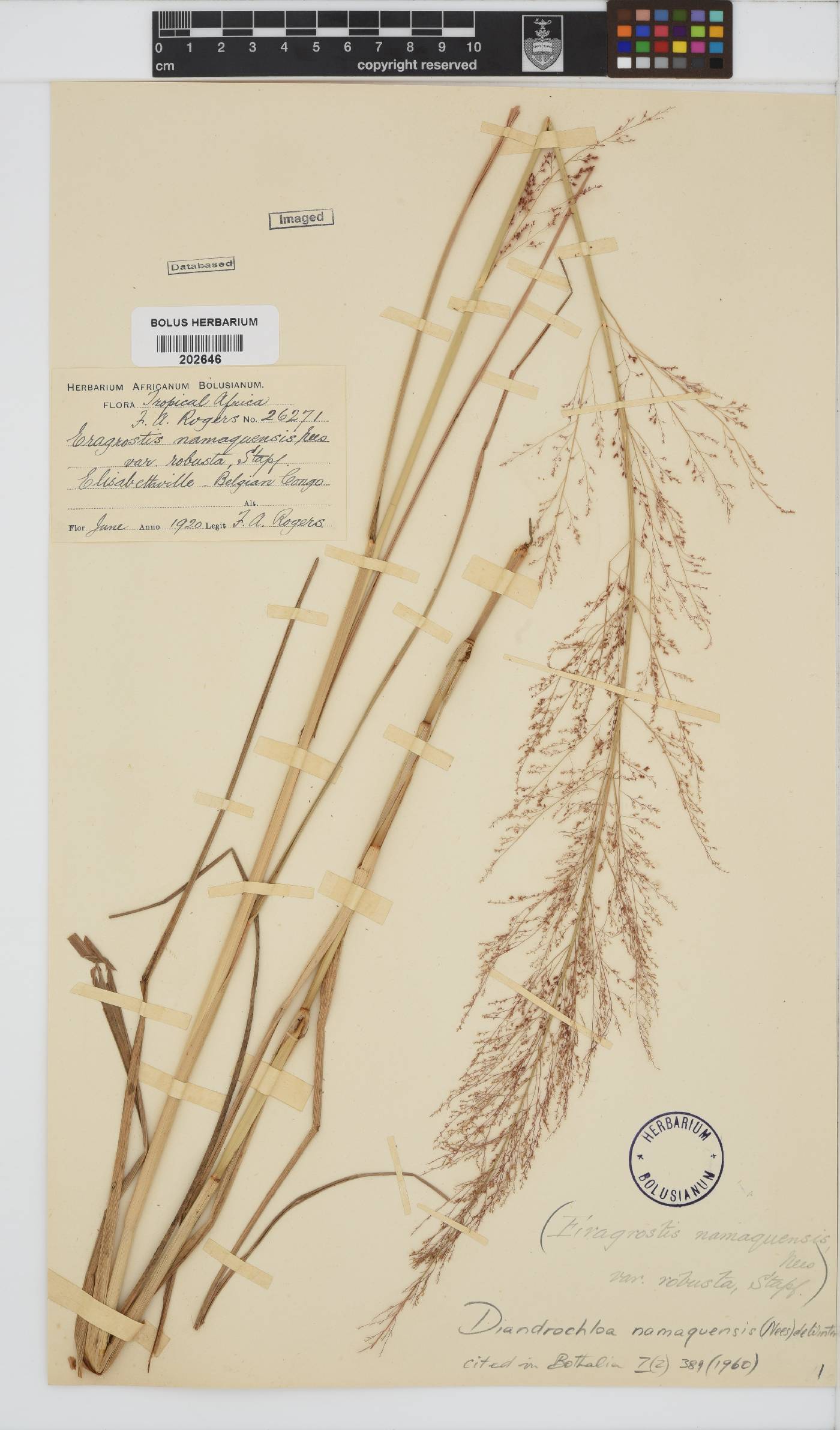 Diandrochloa namaquensis image