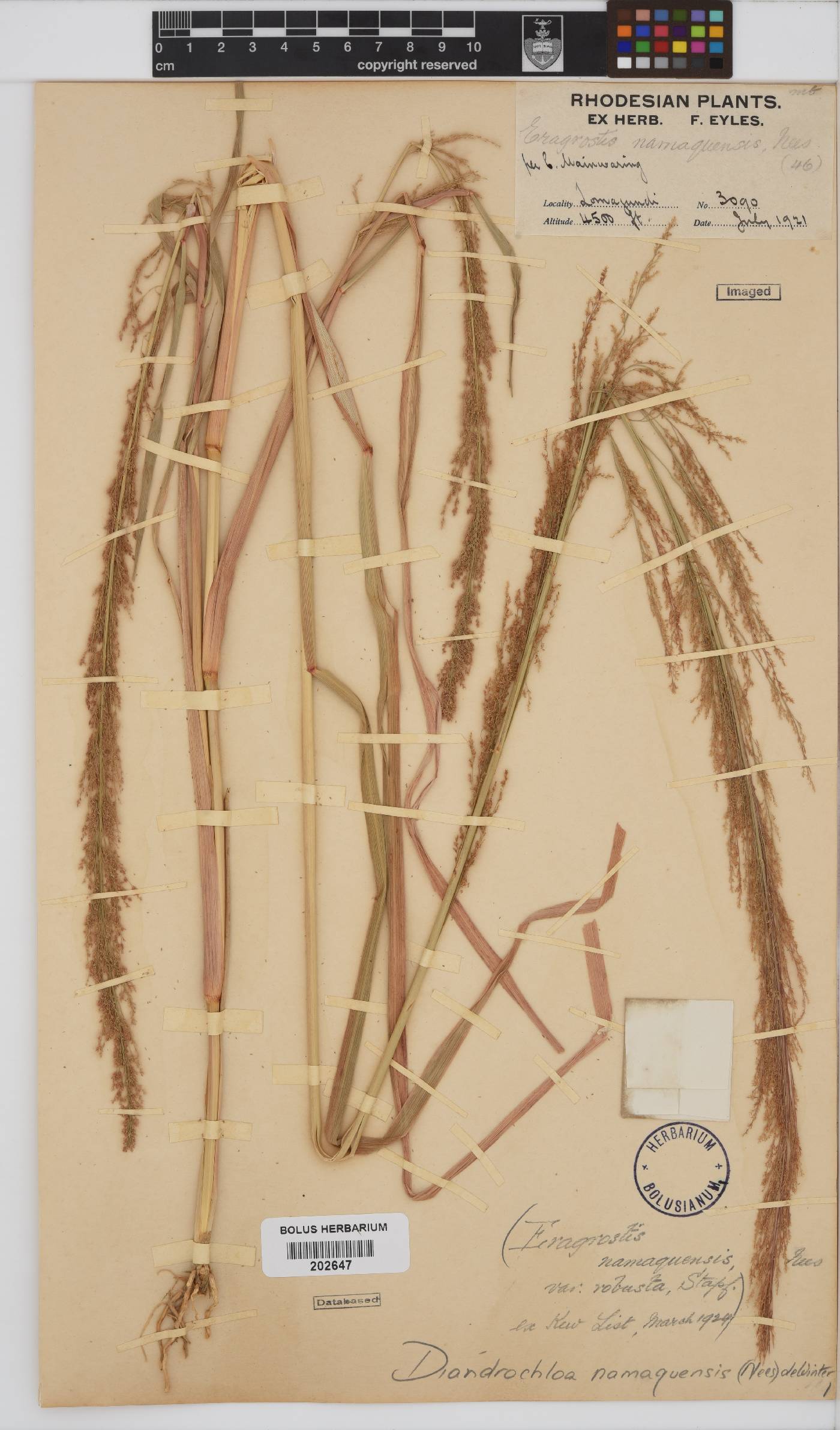 Diandrochloa namaquensis image