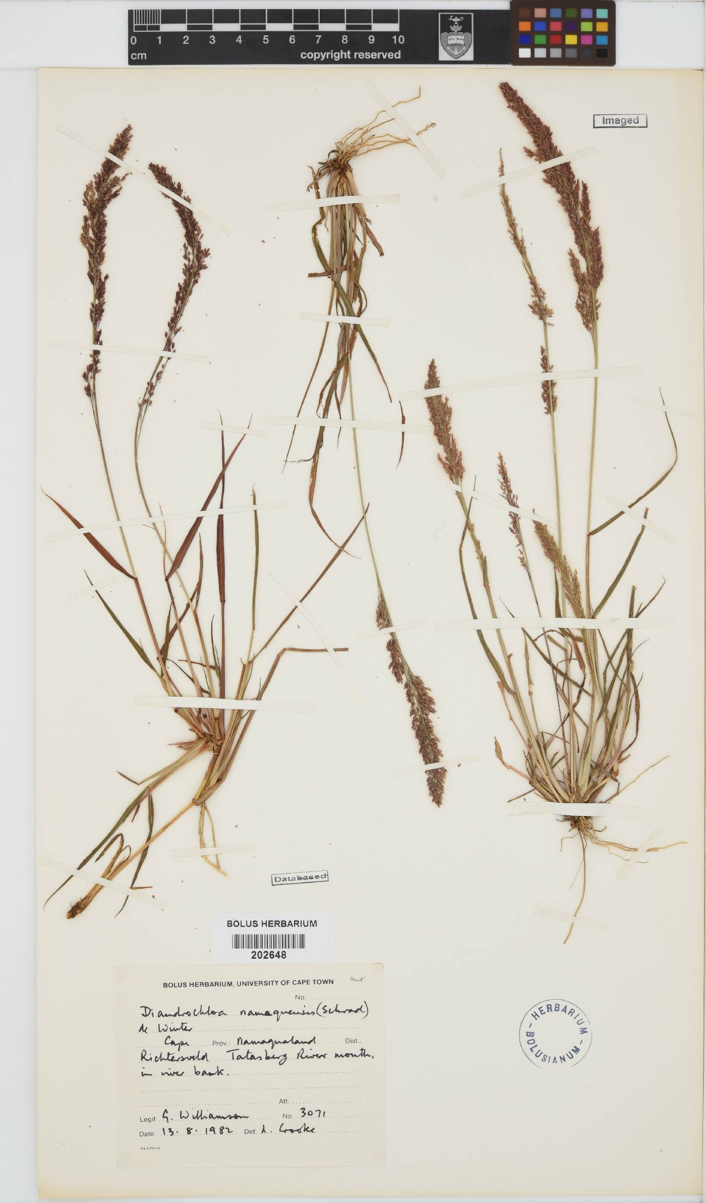 Diandrochloa namaquensis image
