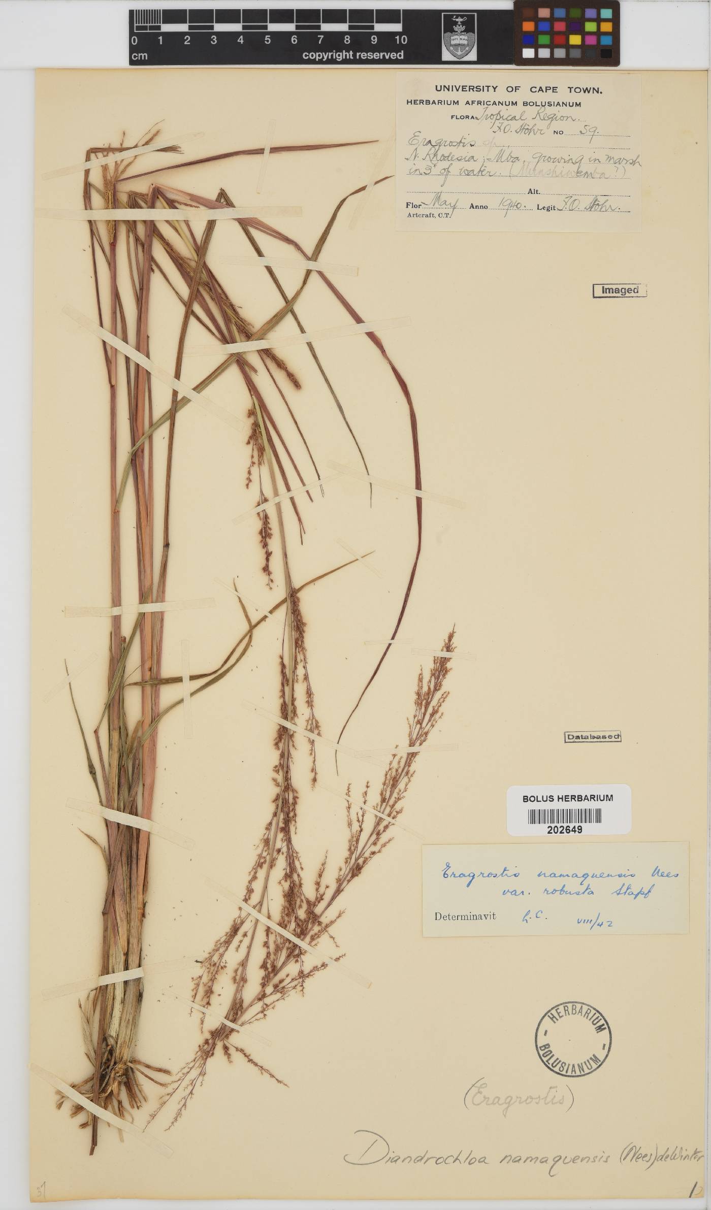 Diandrochloa namaquensis image