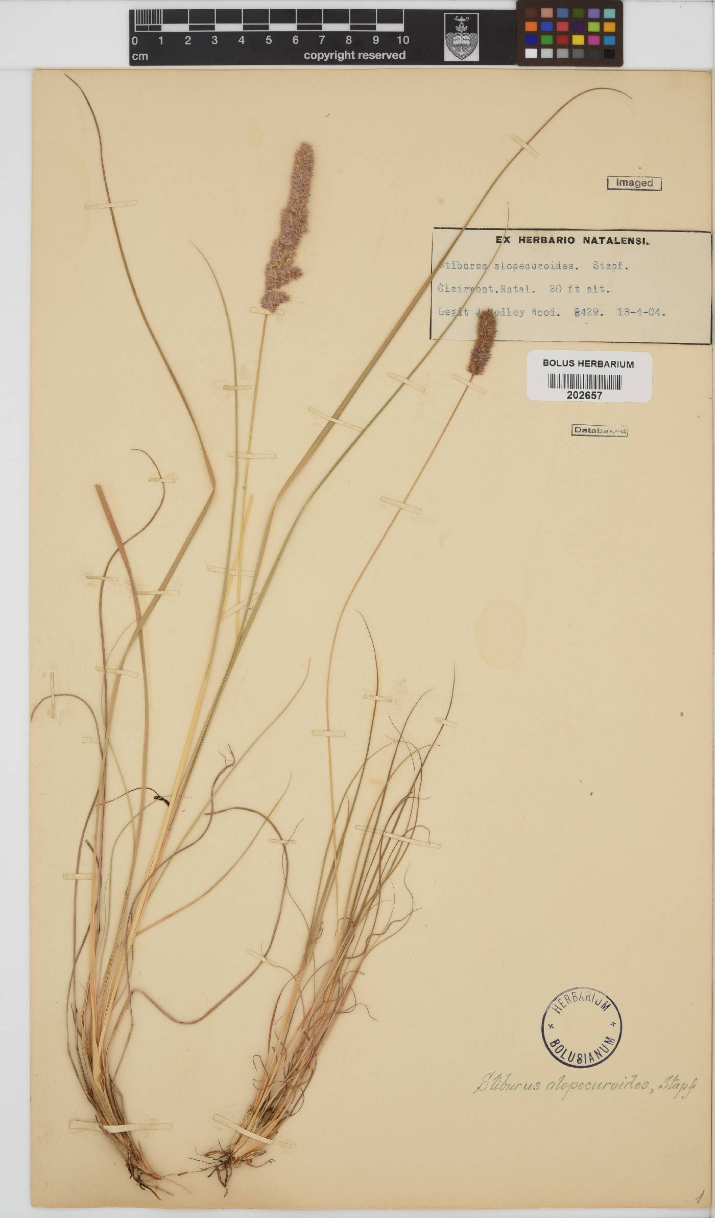 Stiburus alopecuroides image