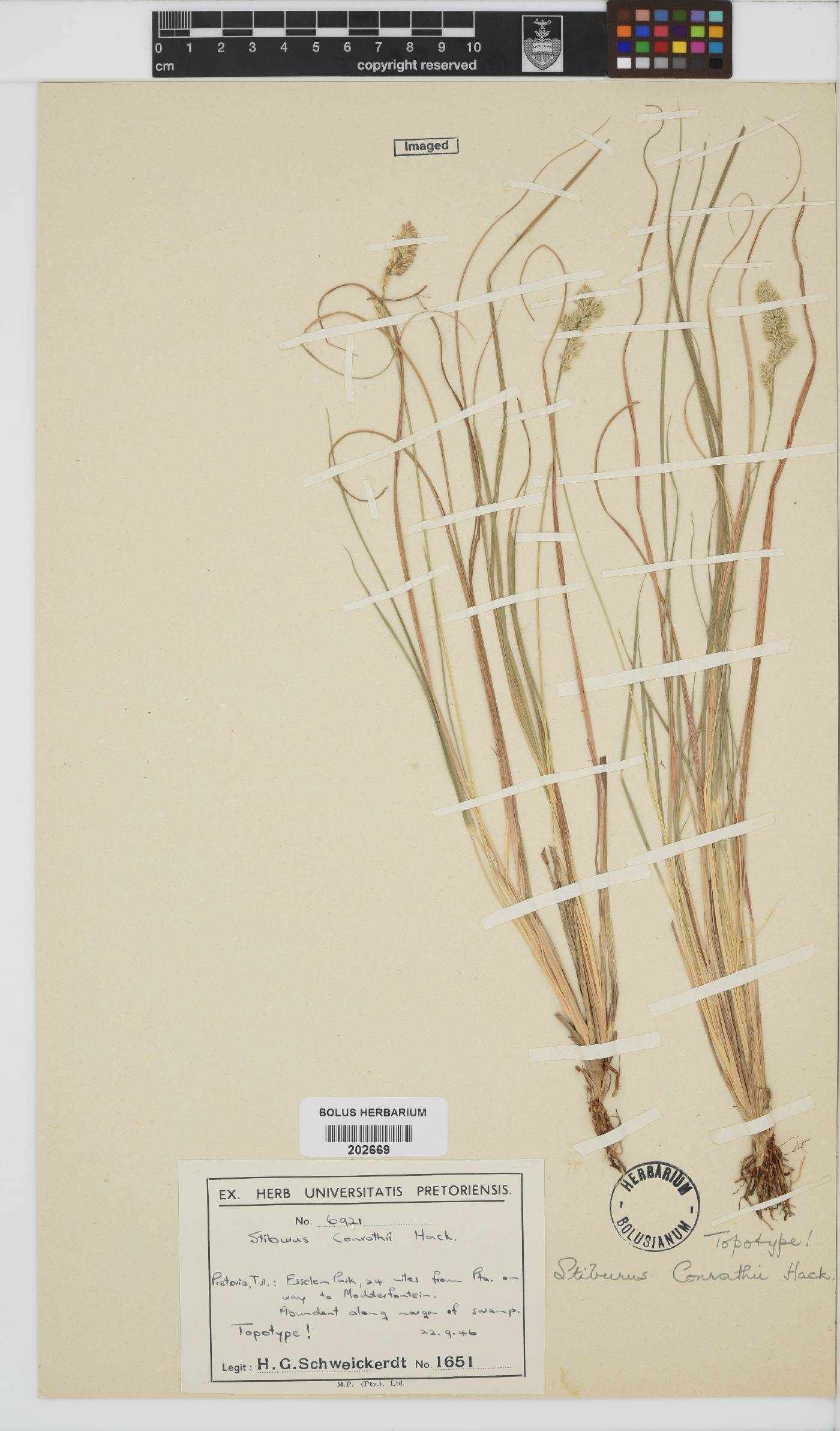 Stiburus conrathii image