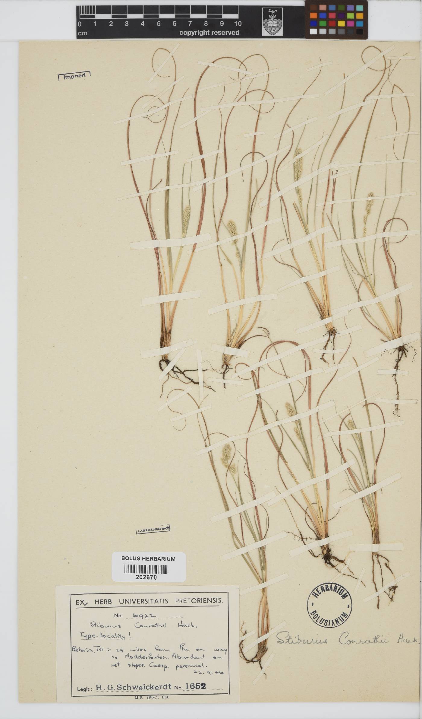 Stiburus conrathii image