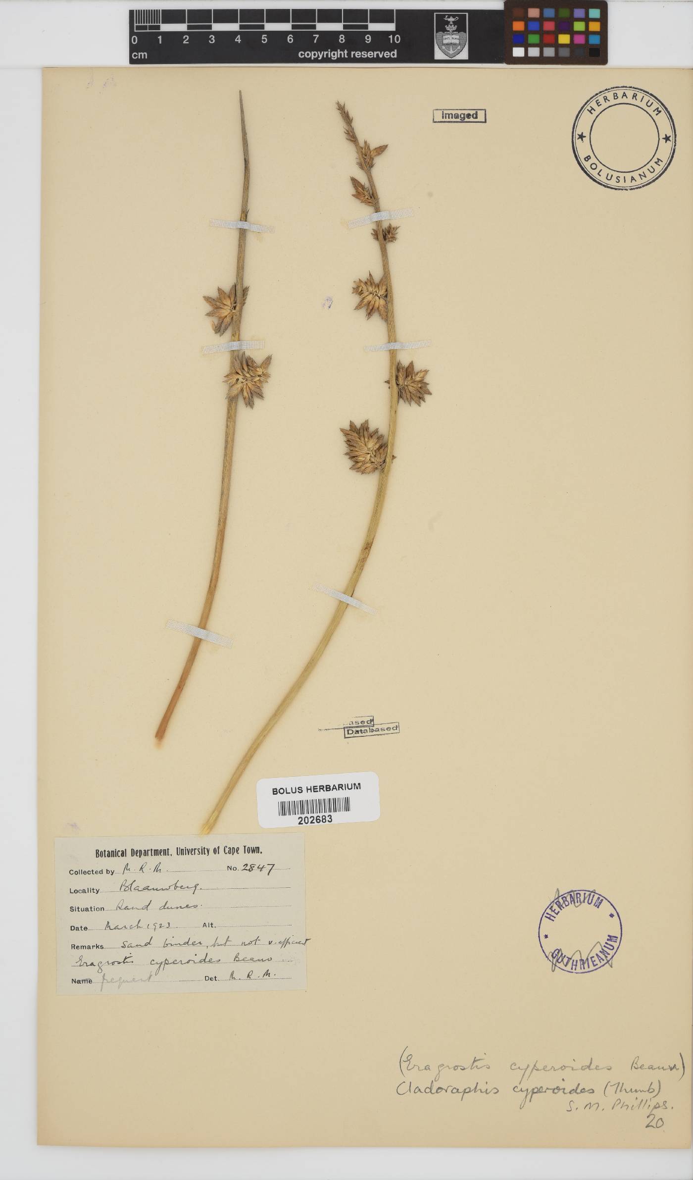Cladoraphis cyperoides image