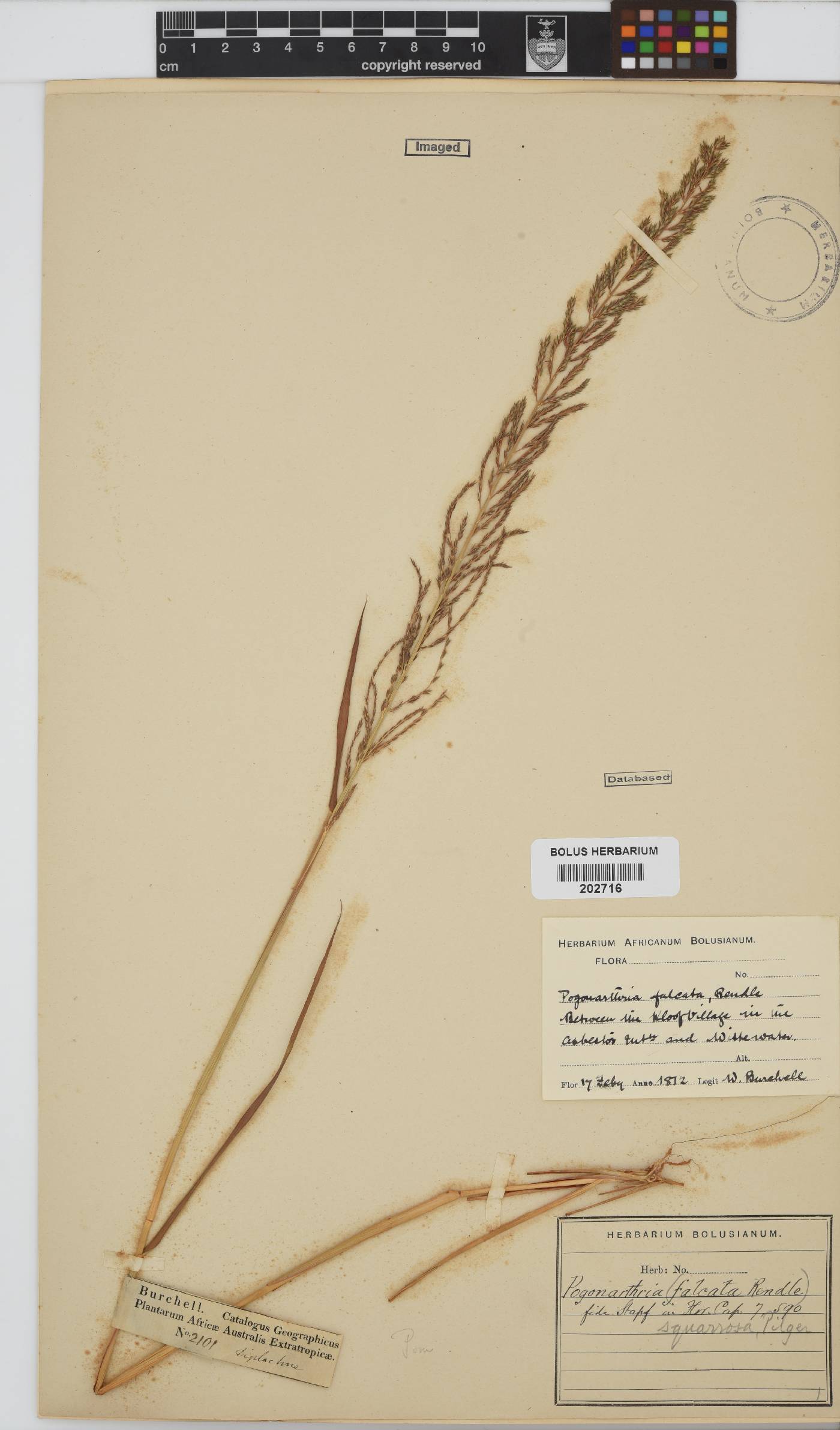 Pogonarthria squarrosa image