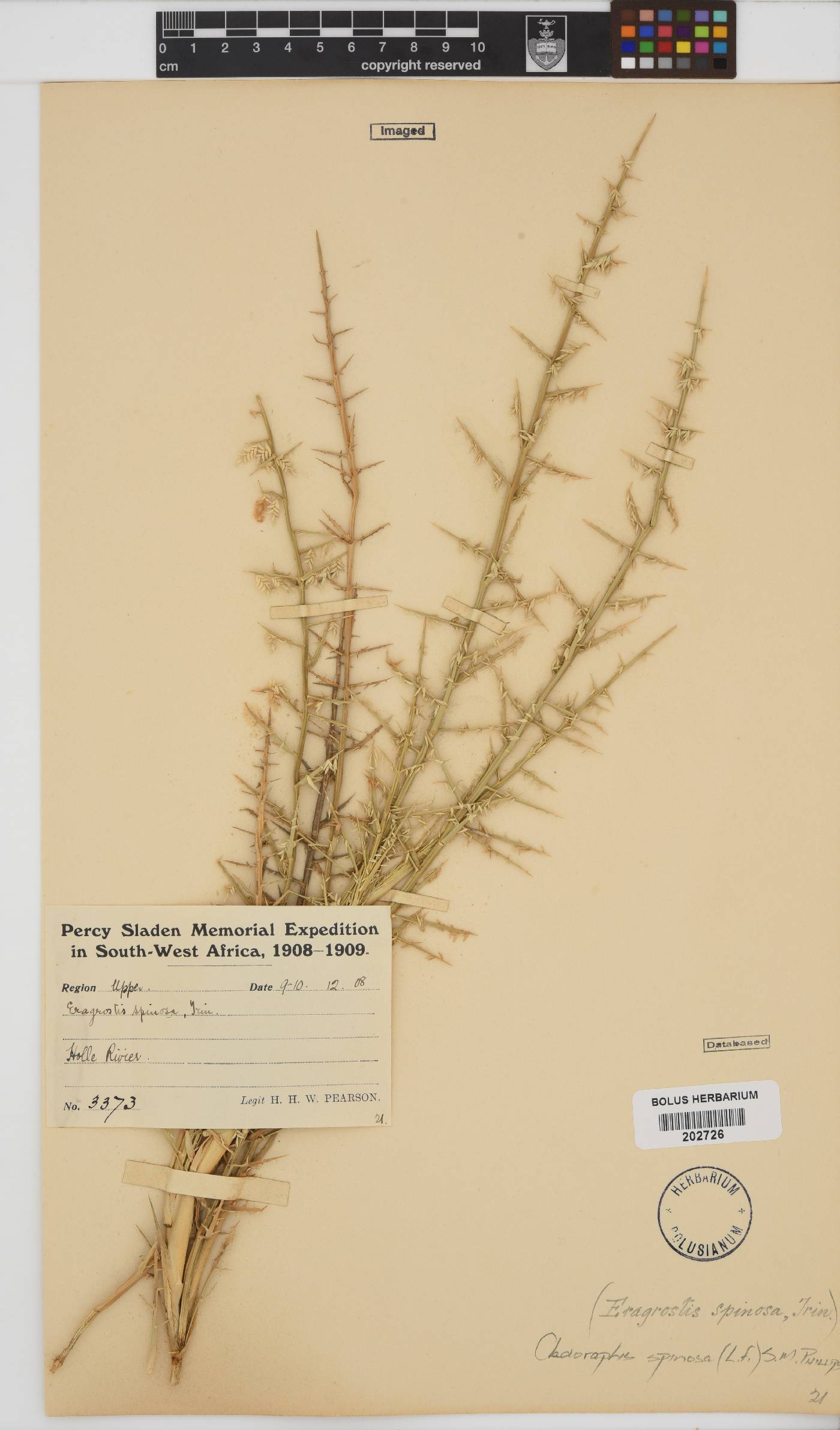 Cladoraphis spinosa image