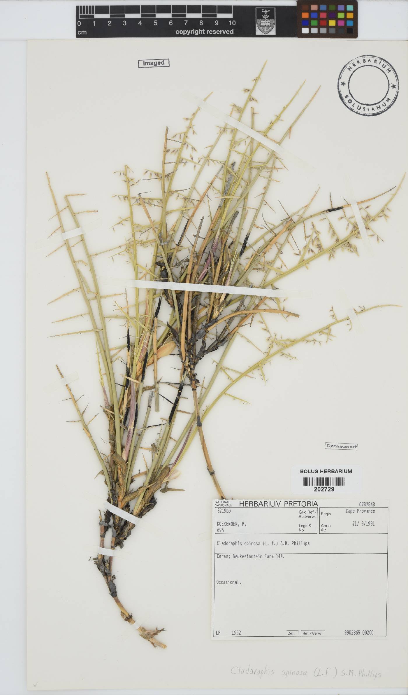 Cladoraphis spinosa image