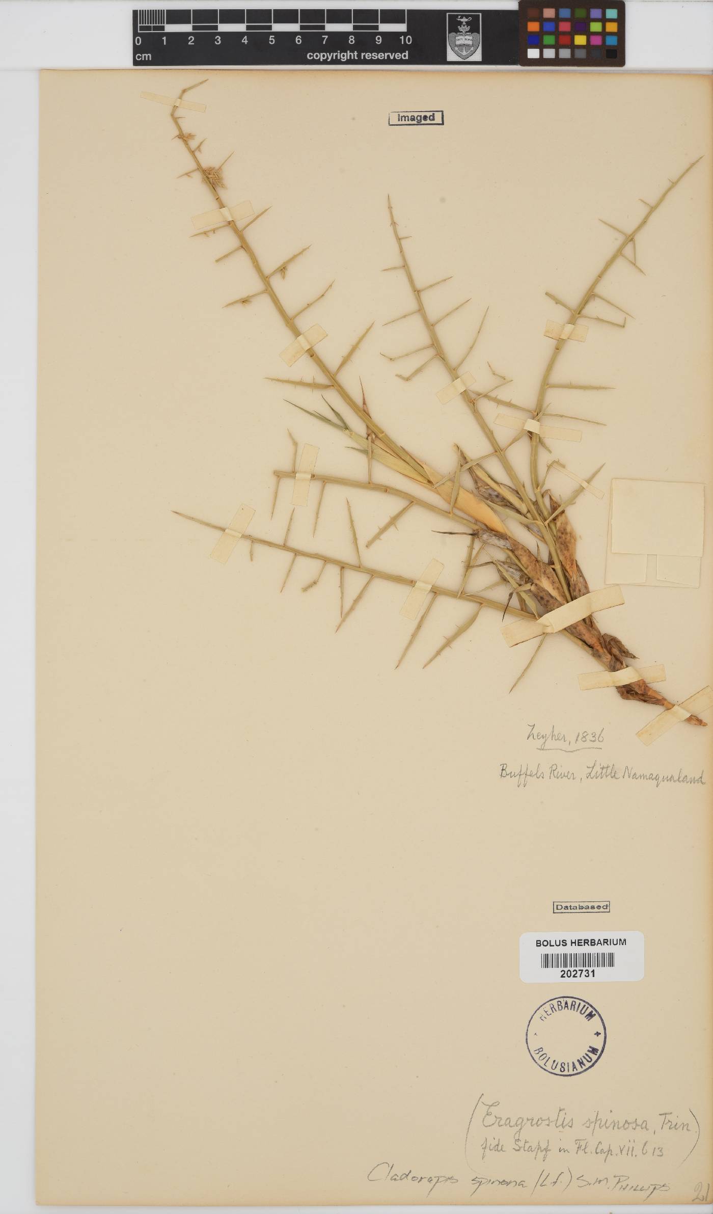 Cladoraphis spinosa image