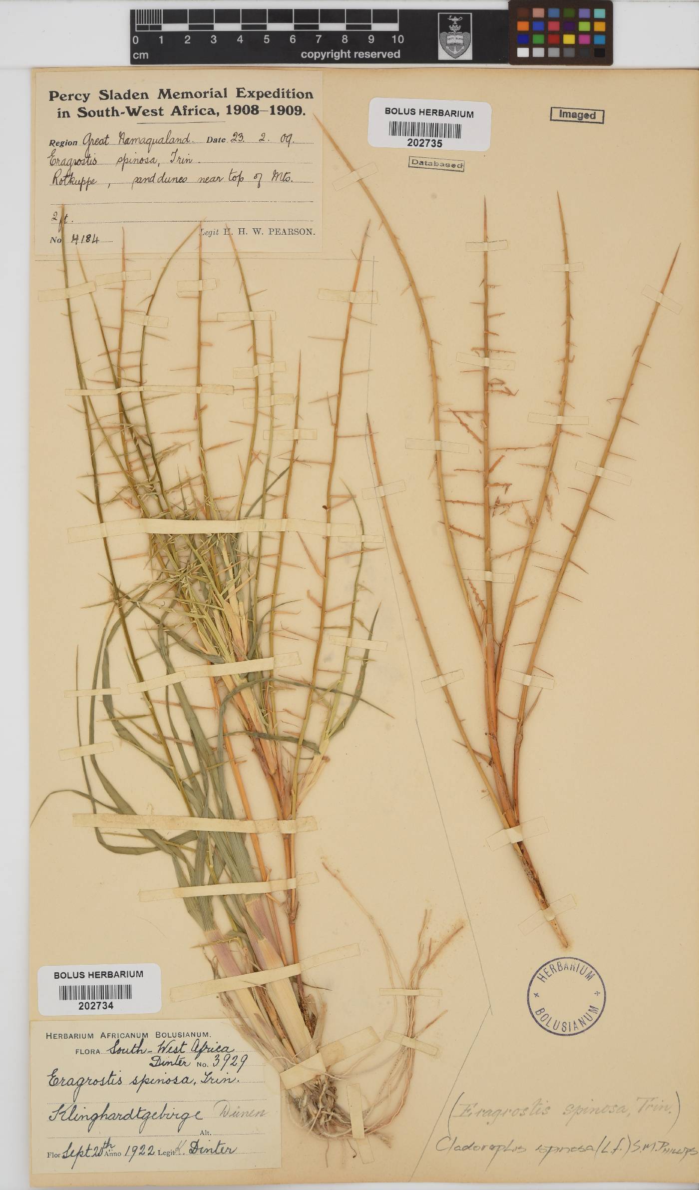 Cladoraphis spinosa image