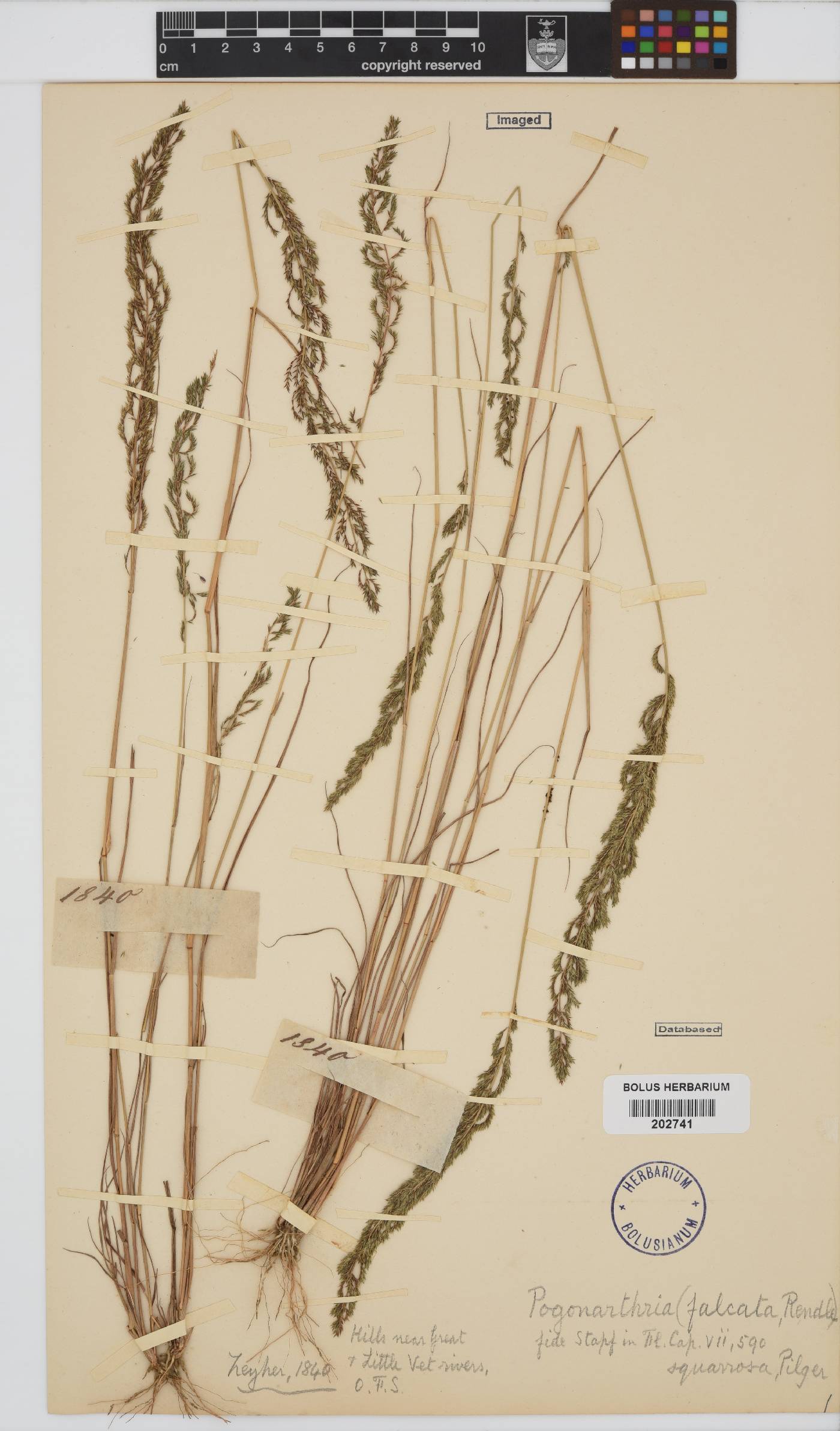 Pogonarthria squarrosa image