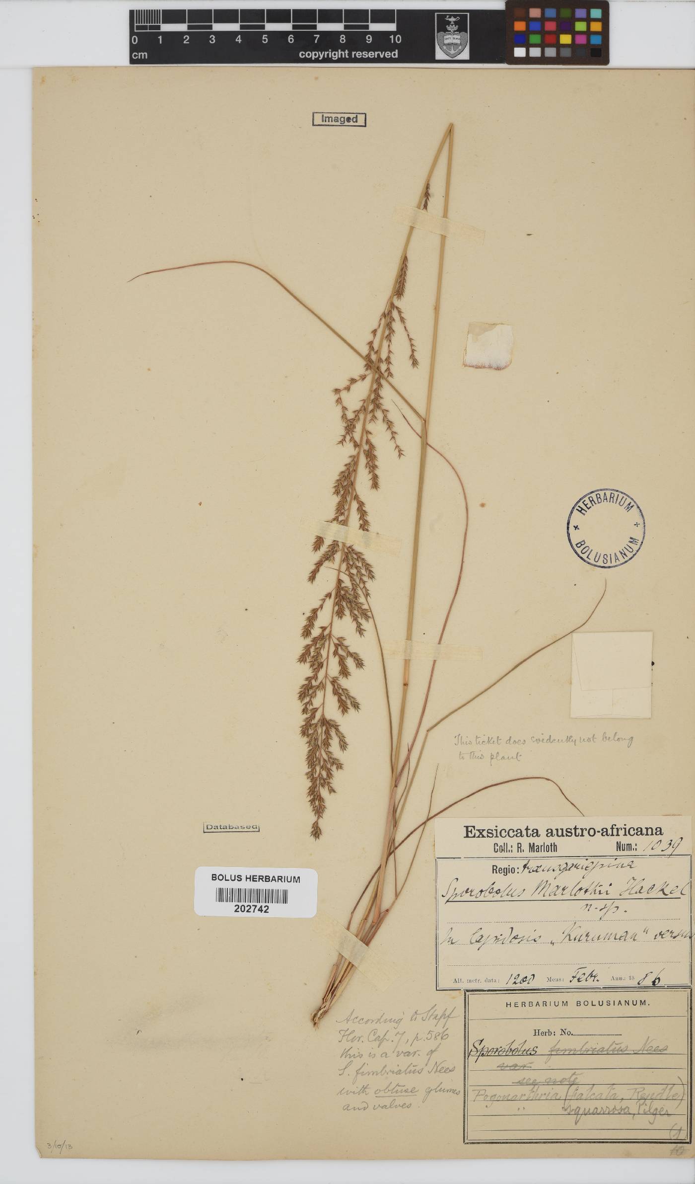 Pogonarthria image