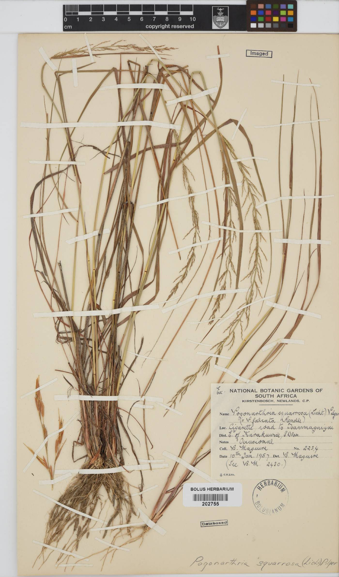 Pogonarthria squarrosa image