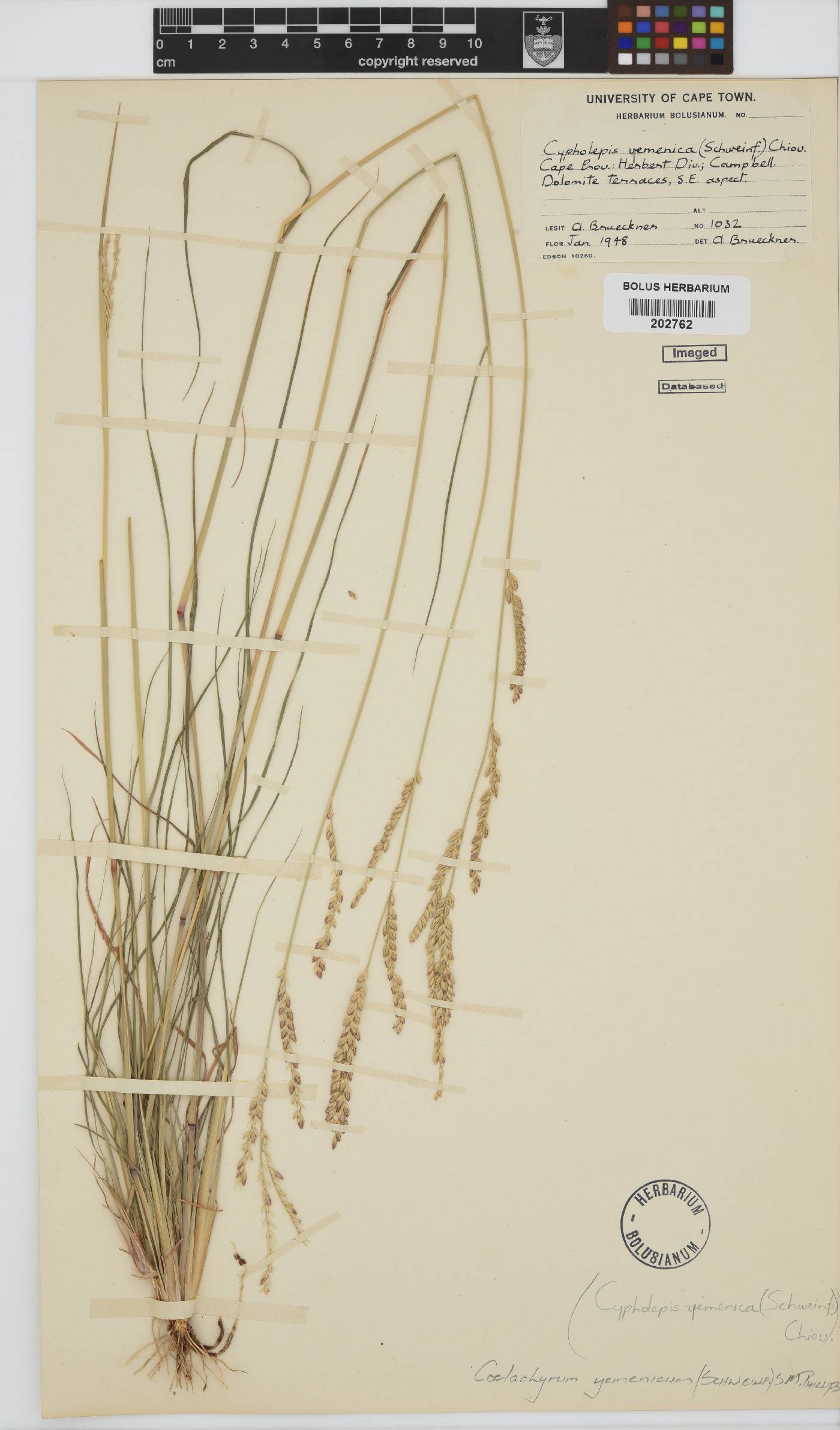 Coelachyrum yemenicum image