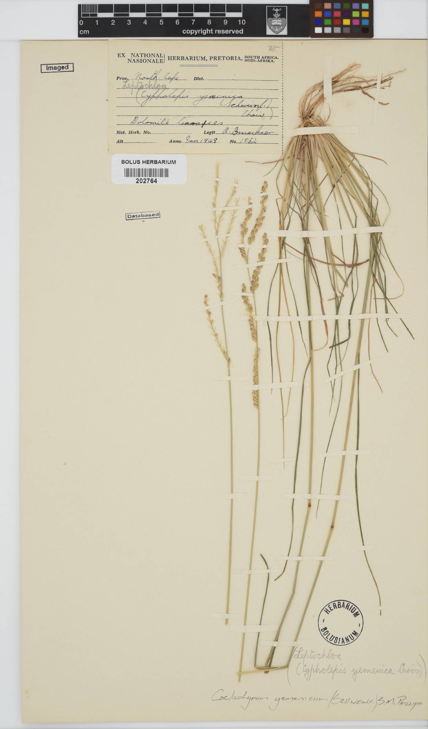 Coelachyrum yemenicum image