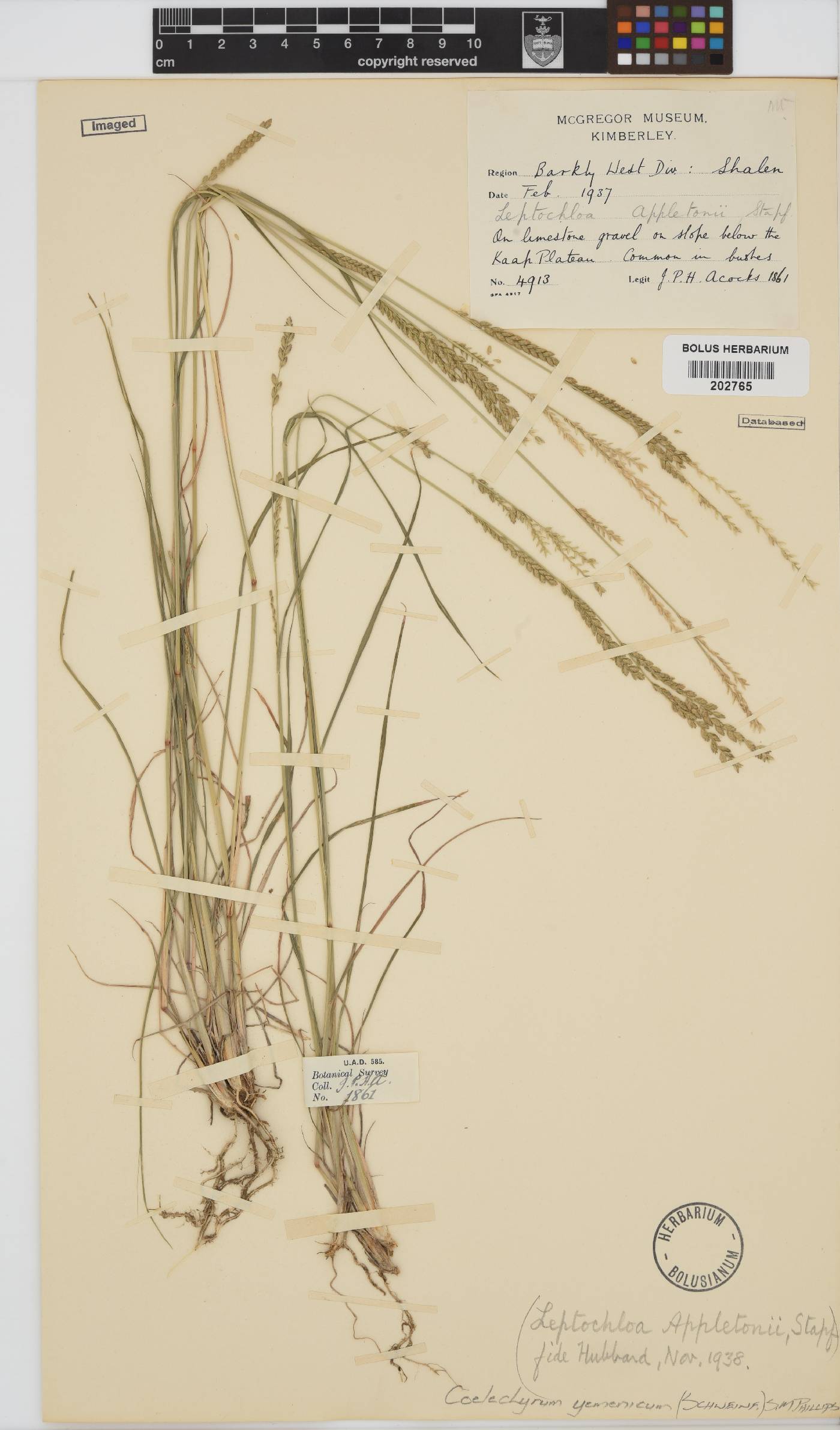 Coelachyrum yemenicum image