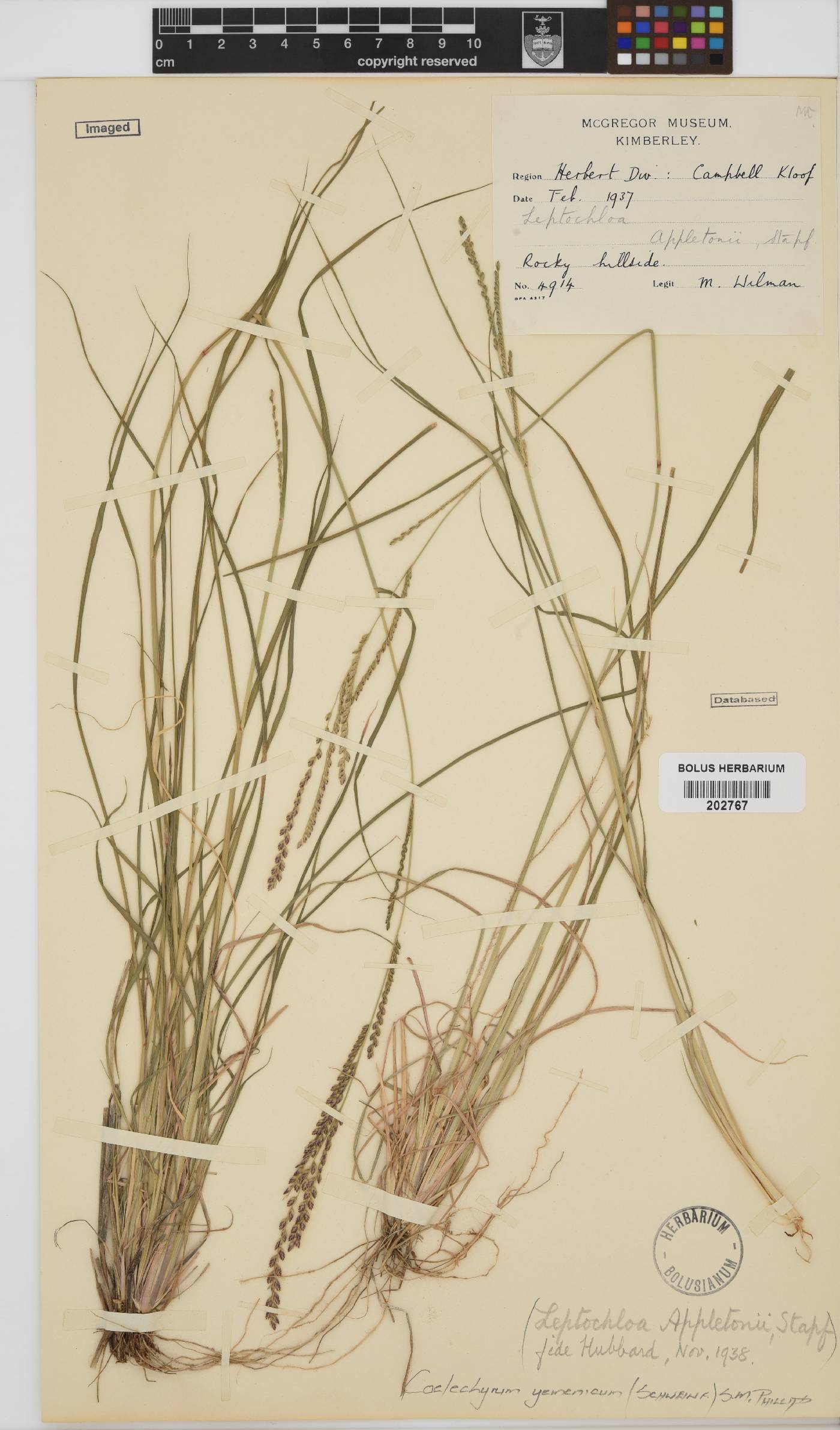 Coelachyrum image