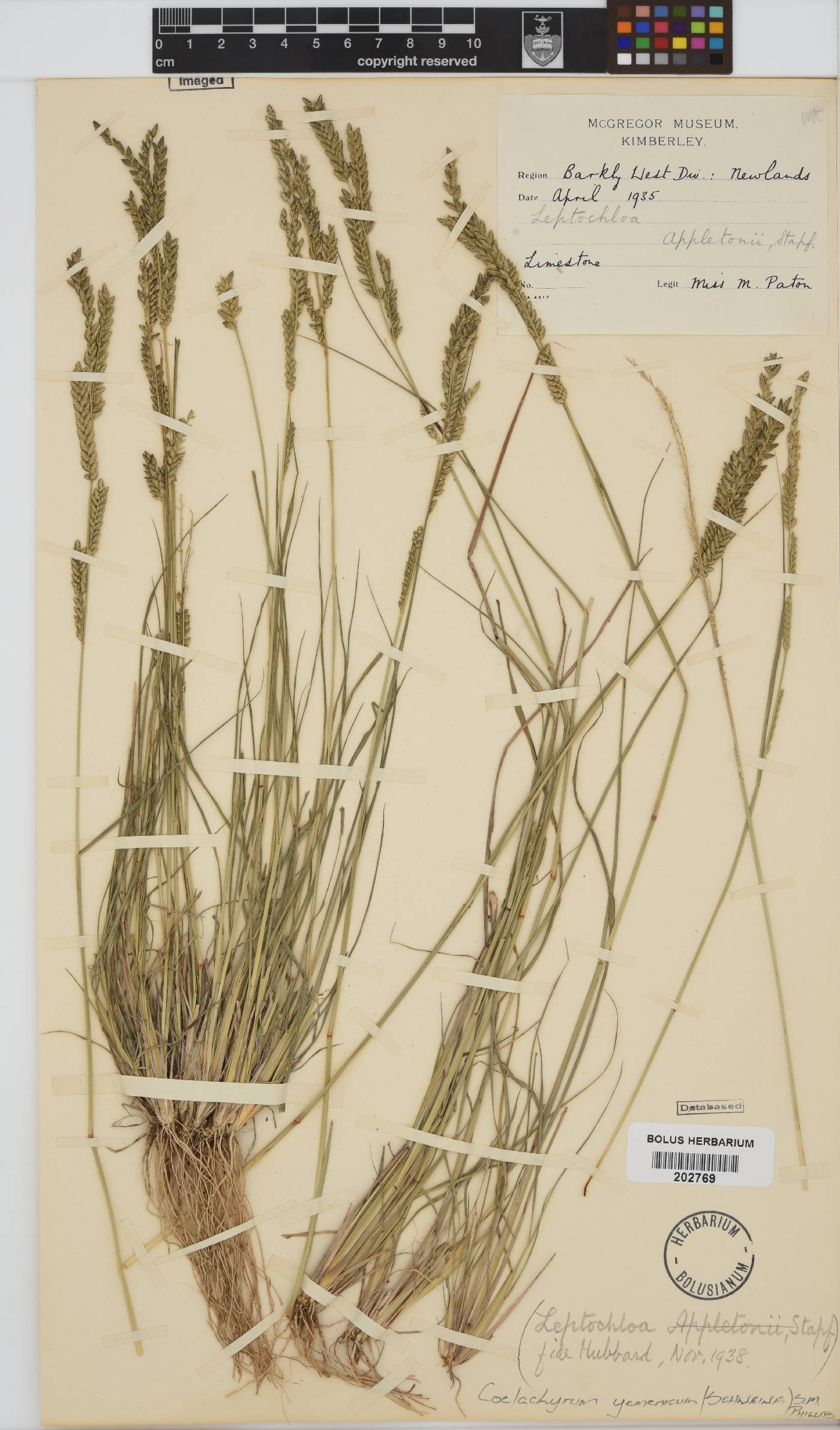 Coelachyrum yemenicum image