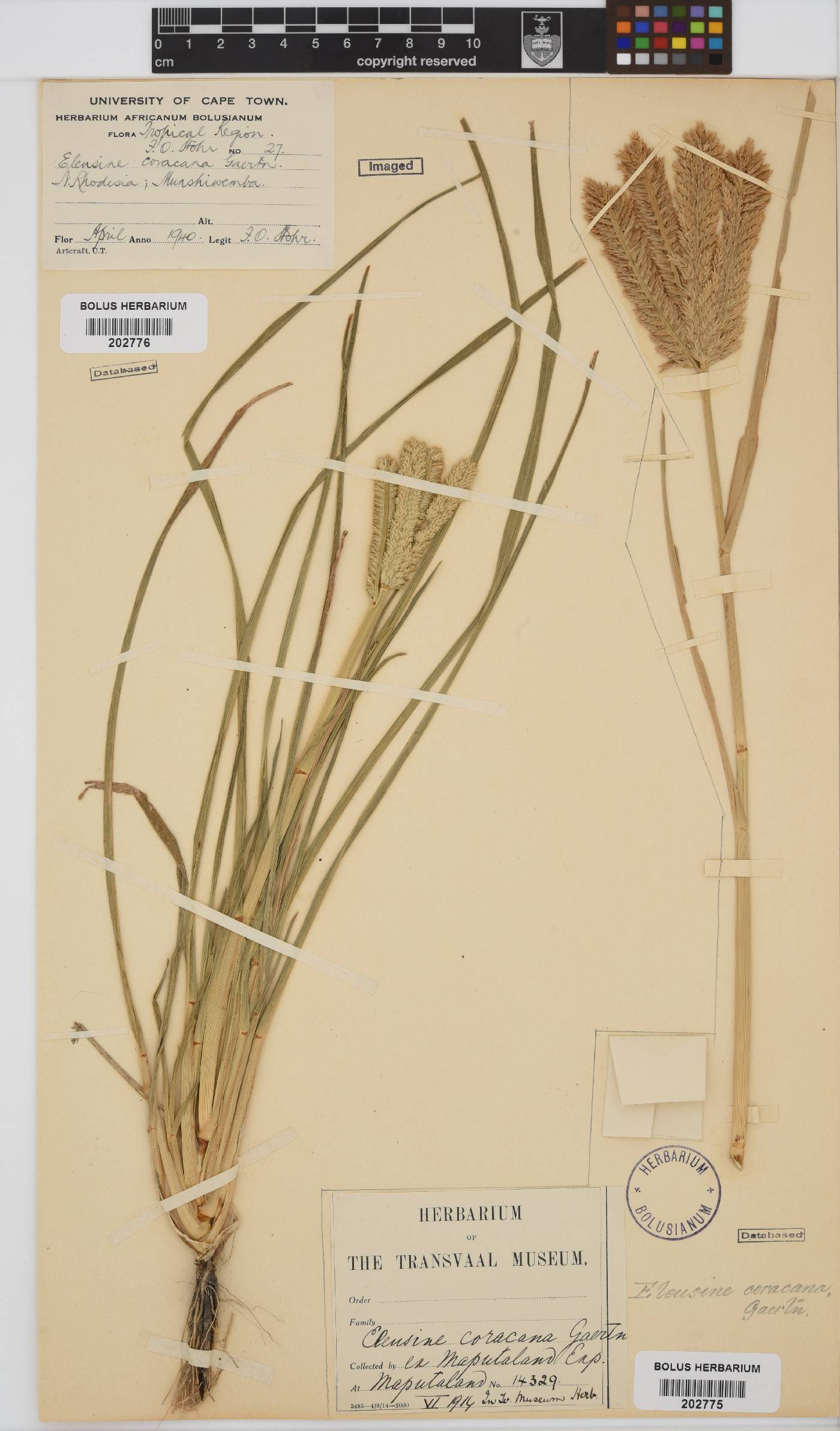 Eleusine image