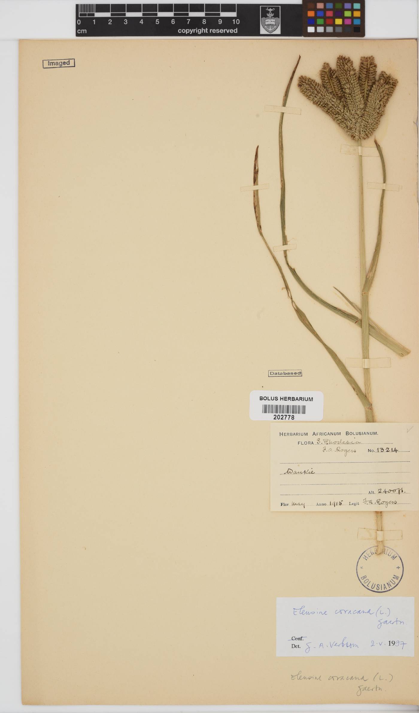 Eleusine coracana image