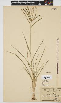 Eleusine coracana subsp. africana image