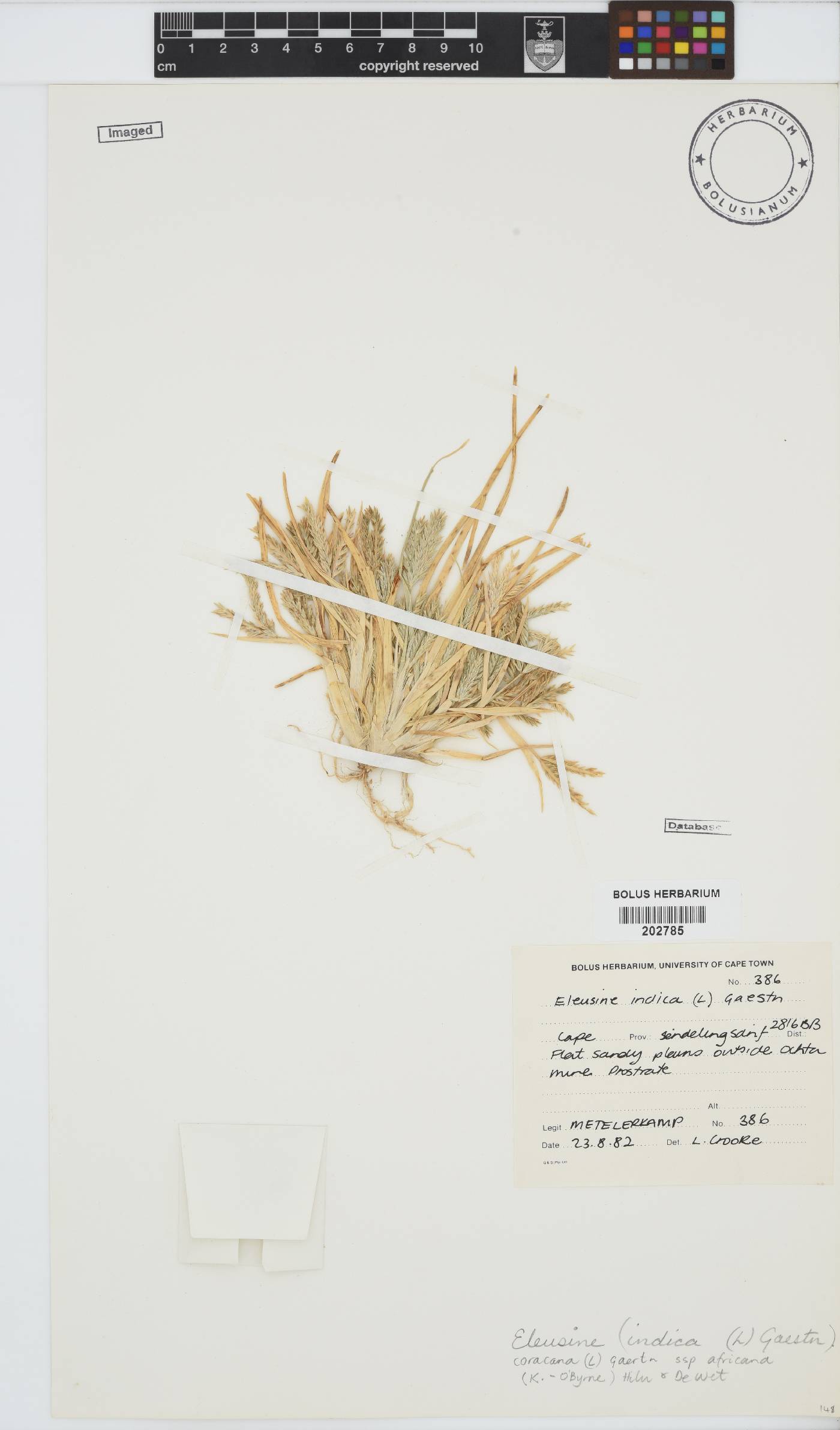 Eleusine coracana subsp. africana image