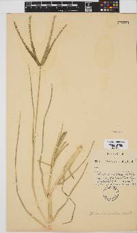 Eleusine coracana subsp. africana image