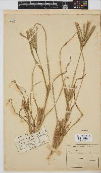 Eleusine coracana subsp. africana image