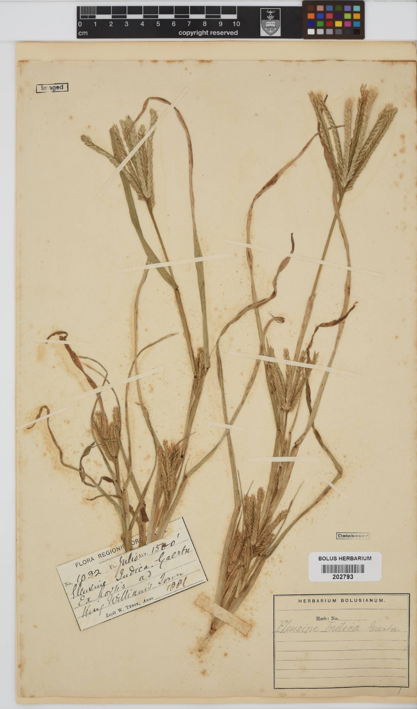 Eleusine coracana image