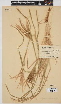 Eleusine coracana subsp. africana image