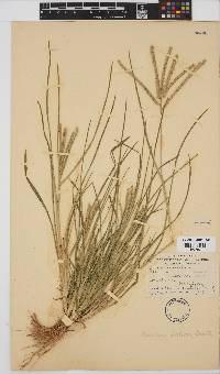 Eleusine coracana subsp. africana image