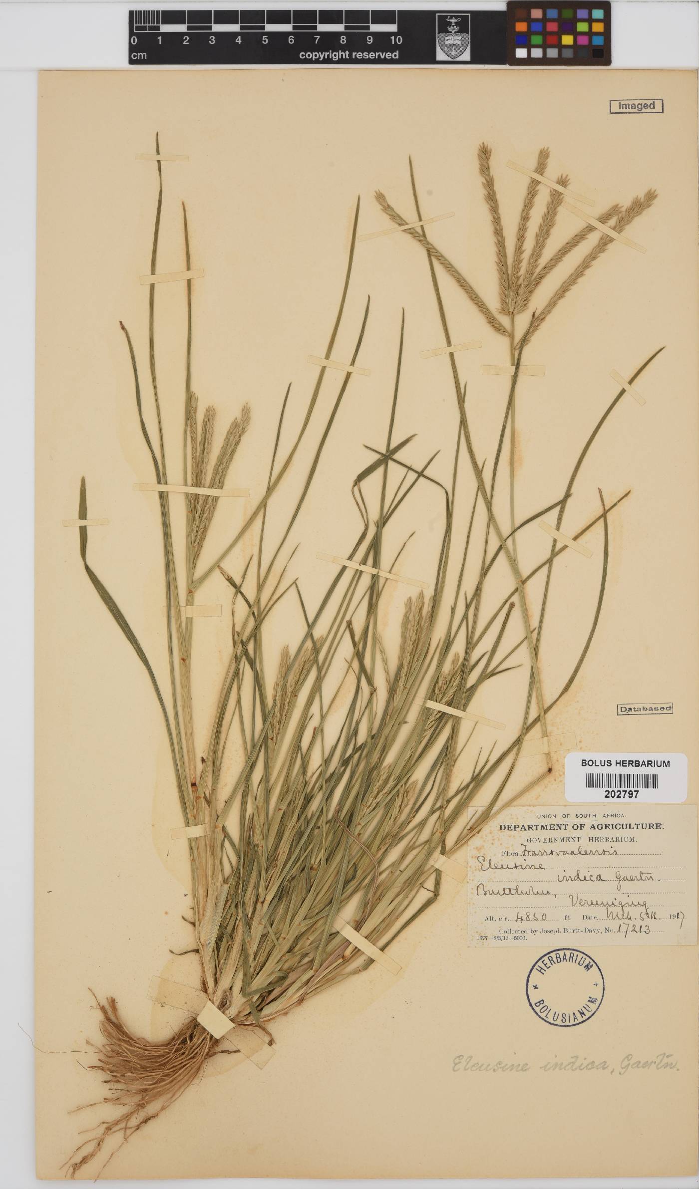 Eleusine coracana subsp. africana image