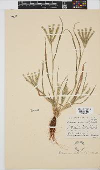 Eleusine coracana subsp. africana image