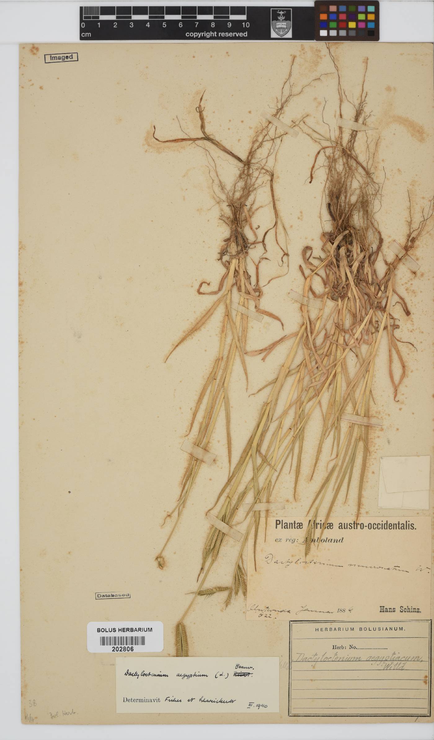 Dactyloctenium aegyptium image