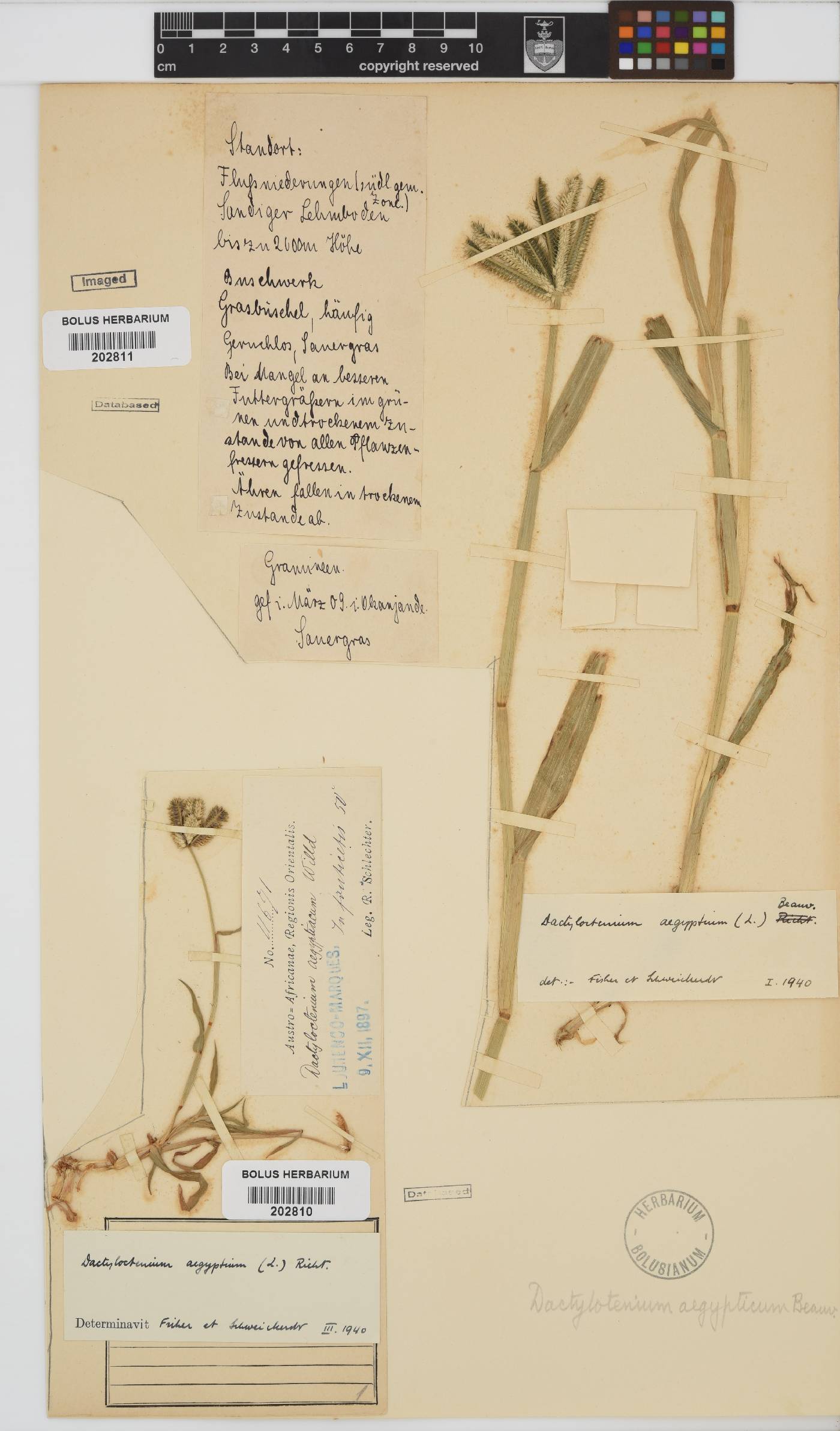 Dactyloctenium aegyptium image