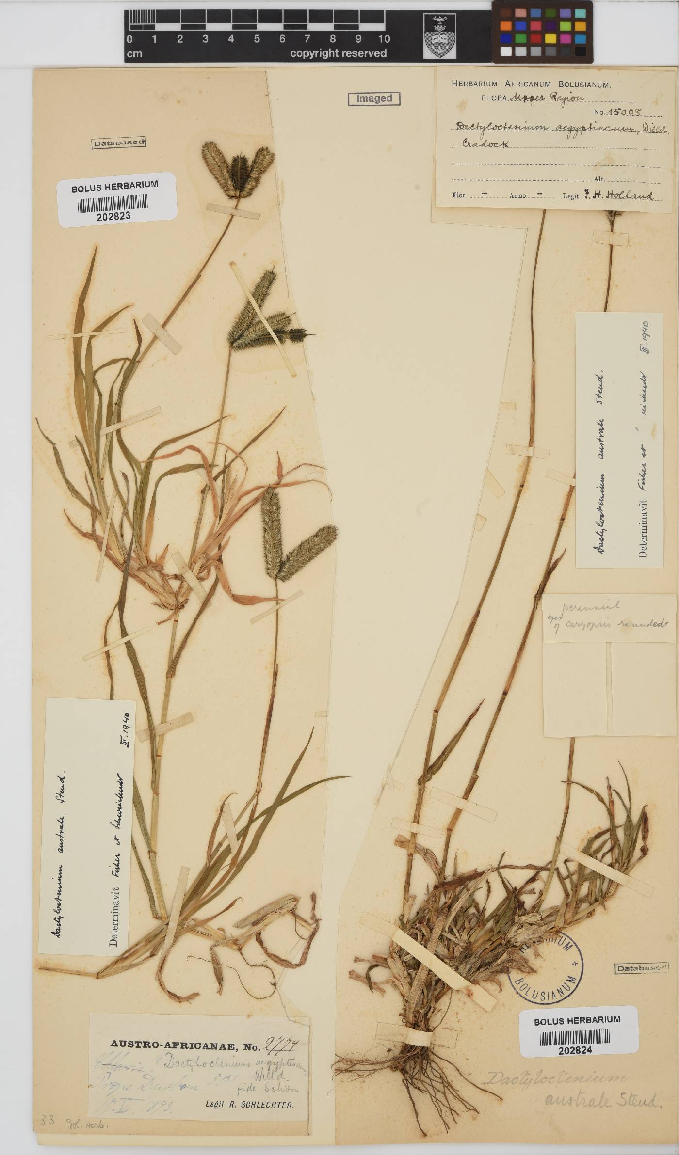 Dactyloctenium australe image