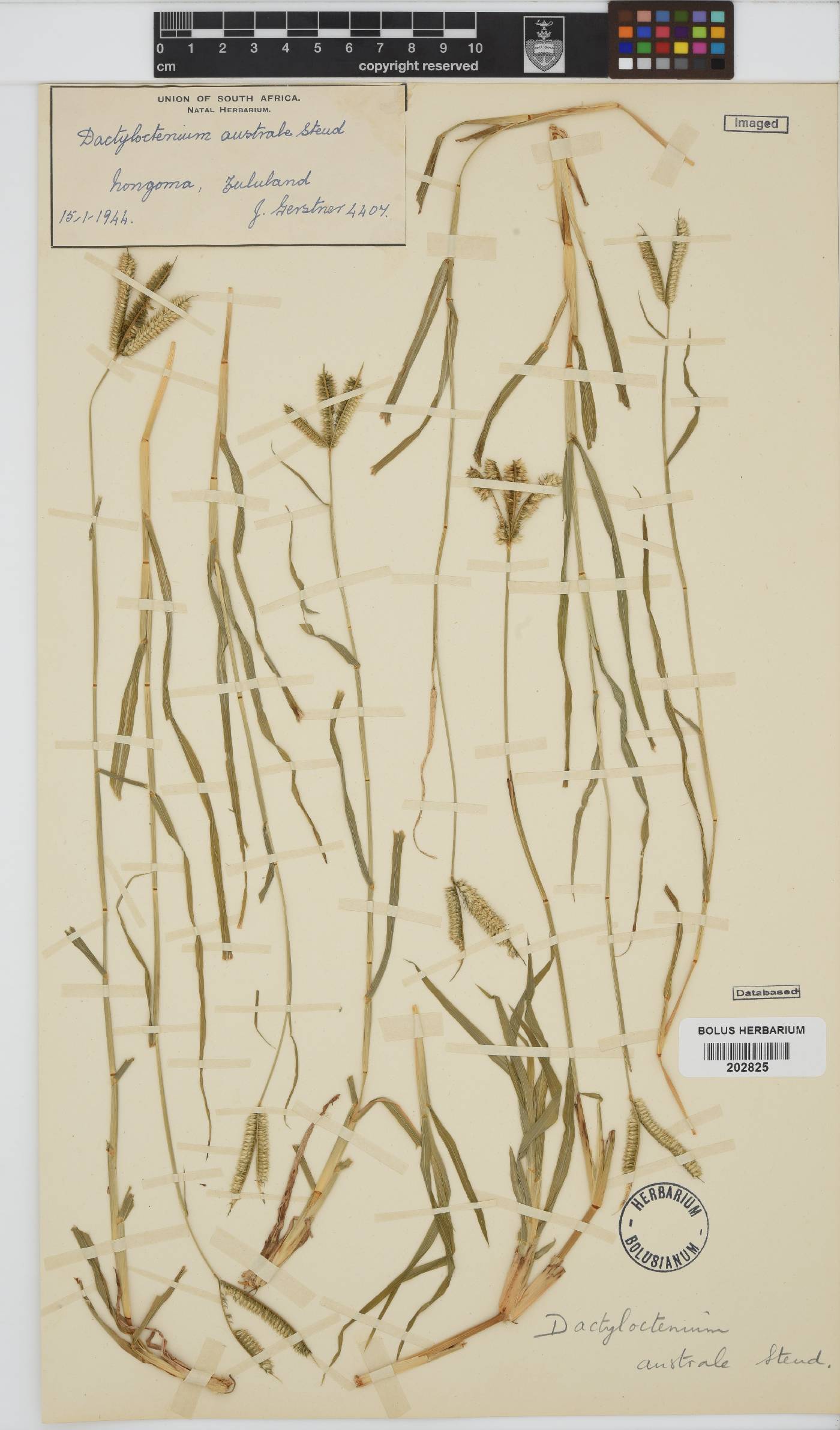 Dactyloctenium image