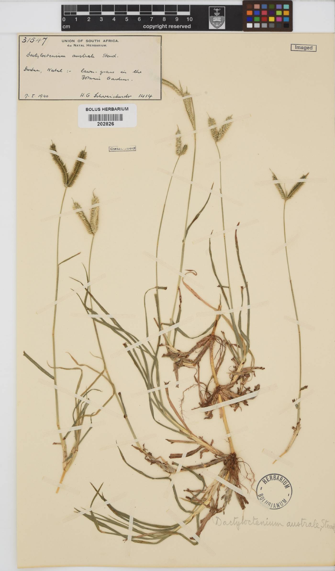 Dactyloctenium australe image