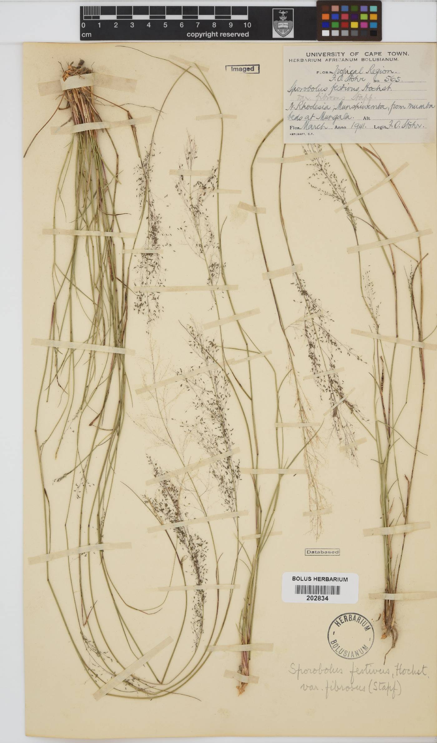 Sporobolus festivus image
