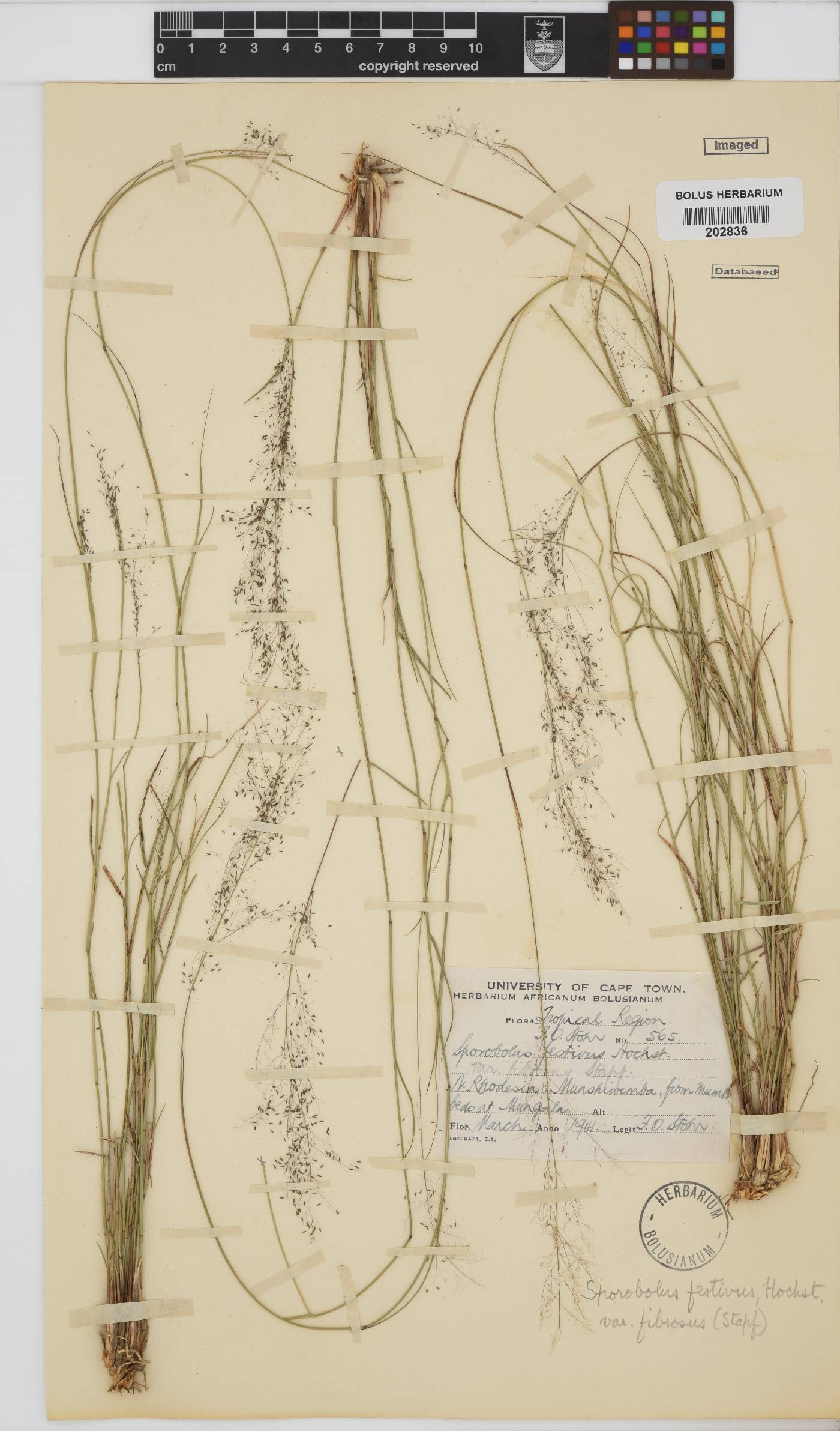 Sporobolus festivus image