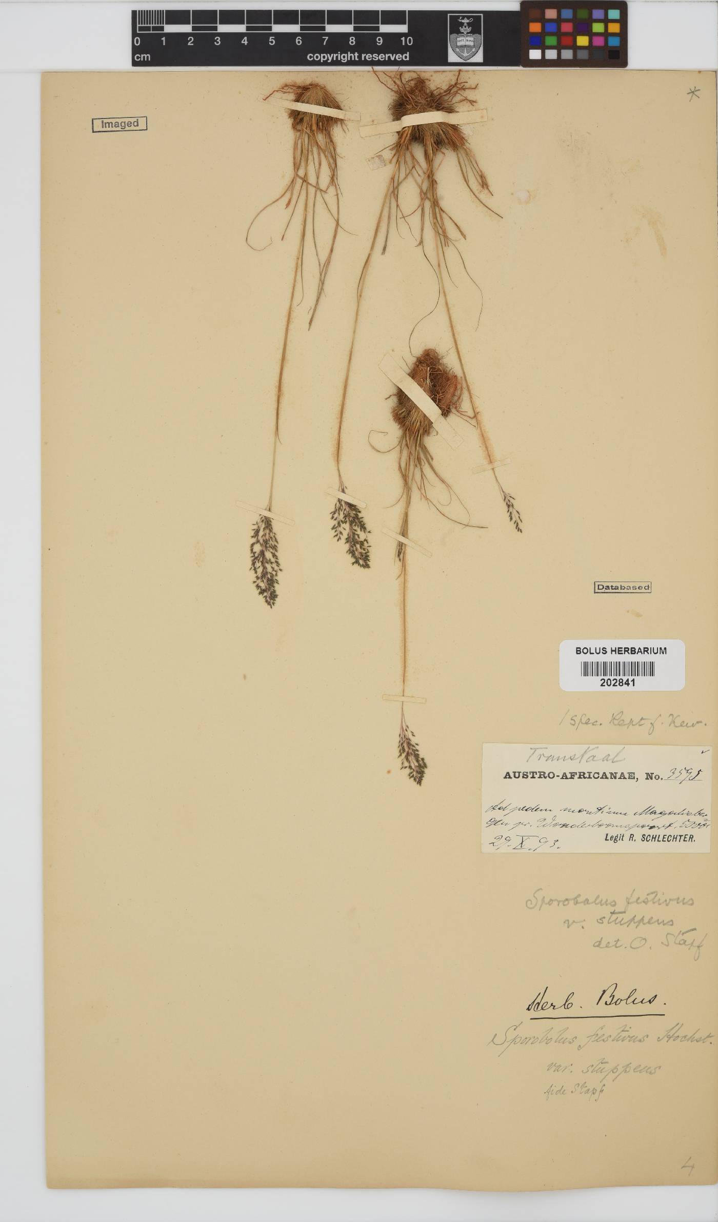 Sporobolus festivus image