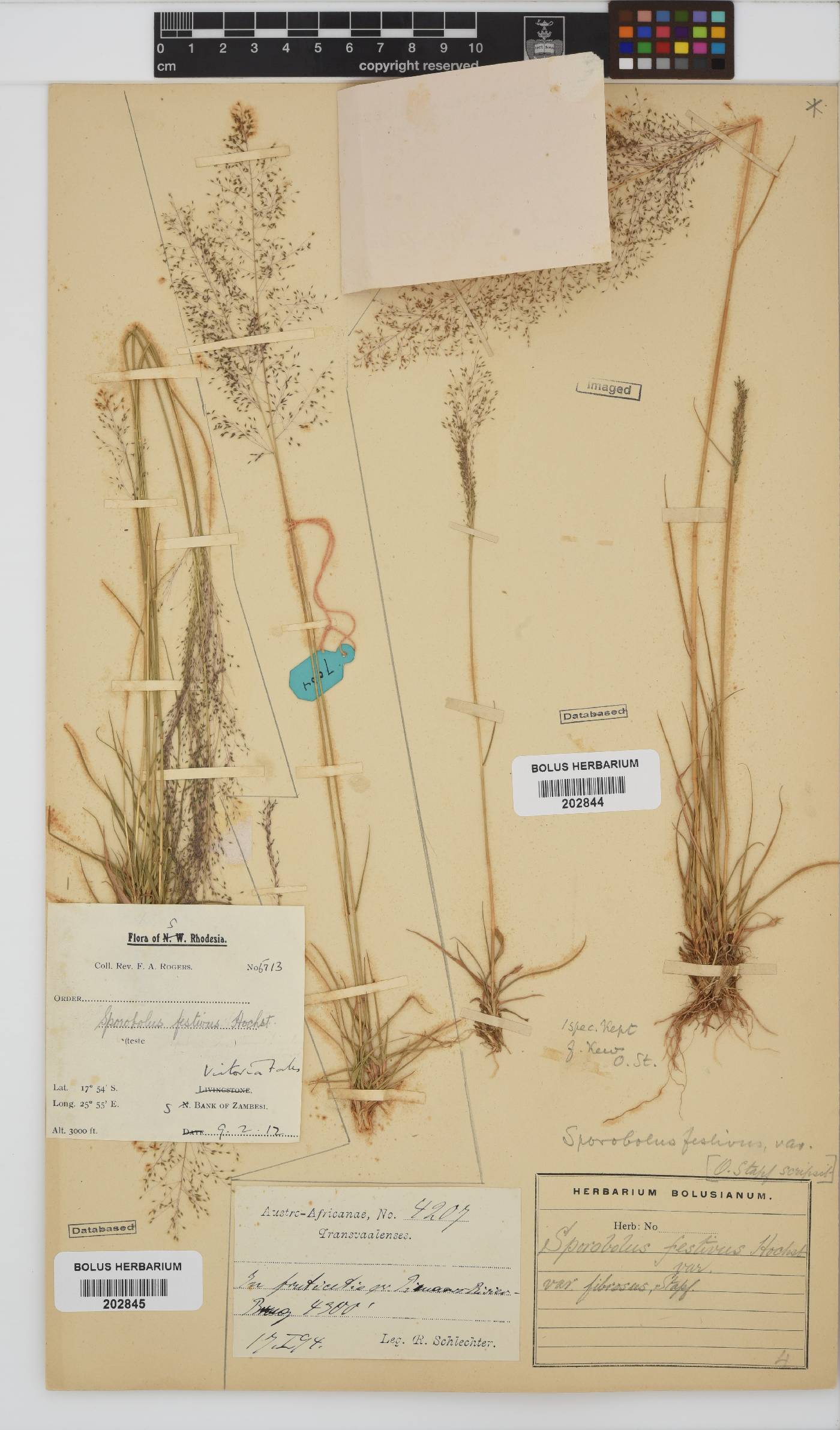 Sporobolus festivus image