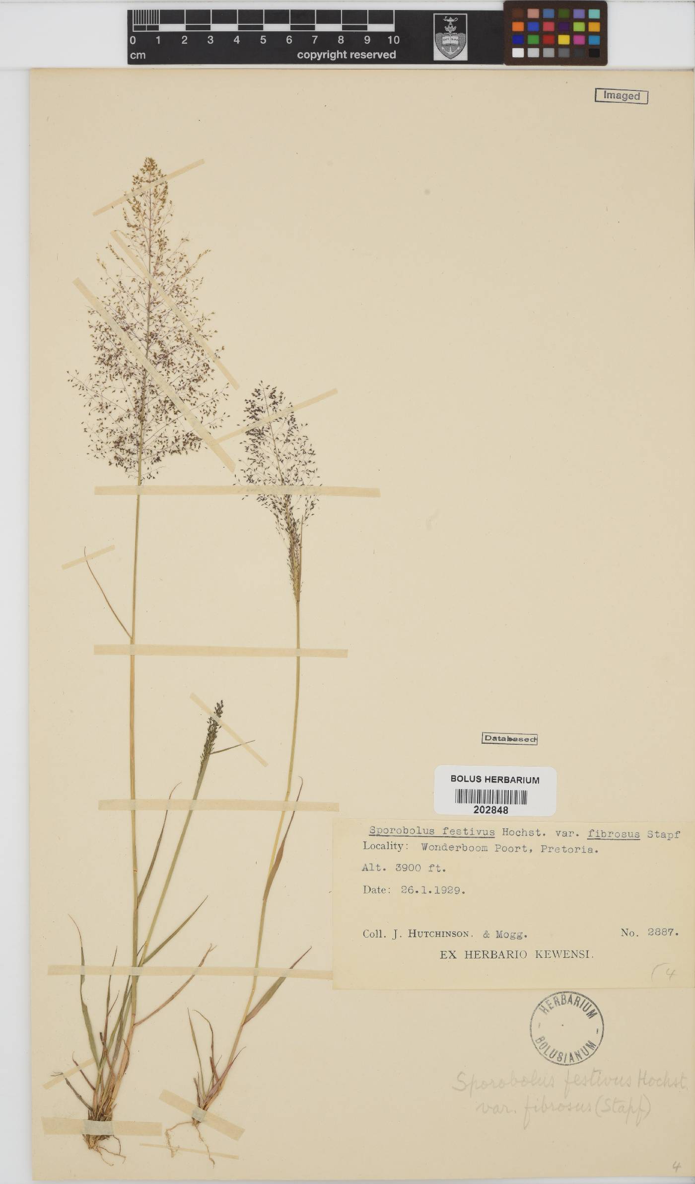 Sporobolus festivus image