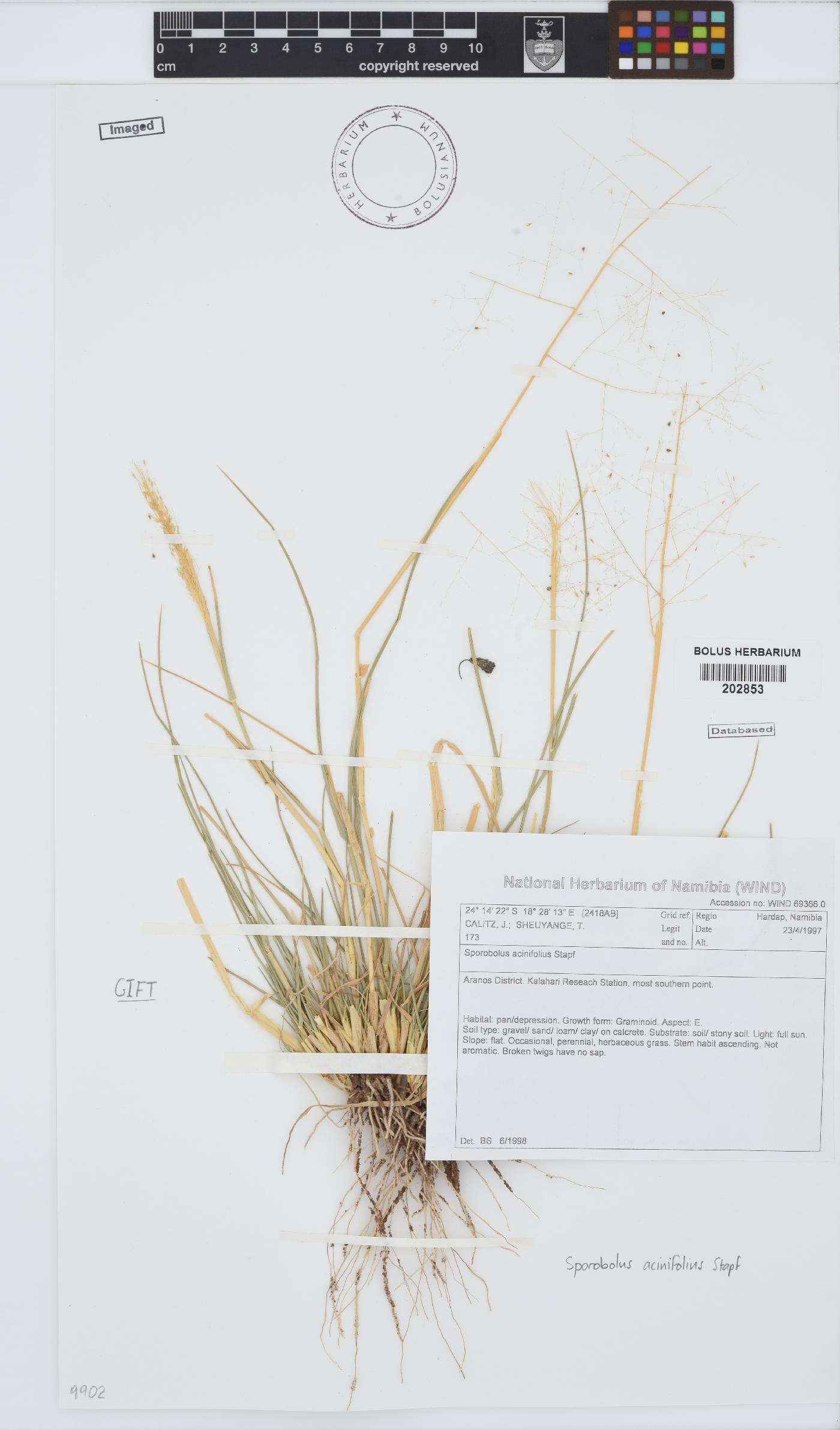 Sporobolus acinifolius image