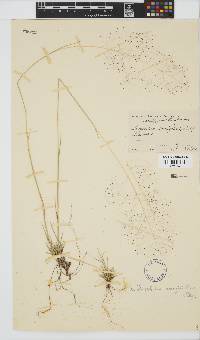 Sporobolus acinifolius image