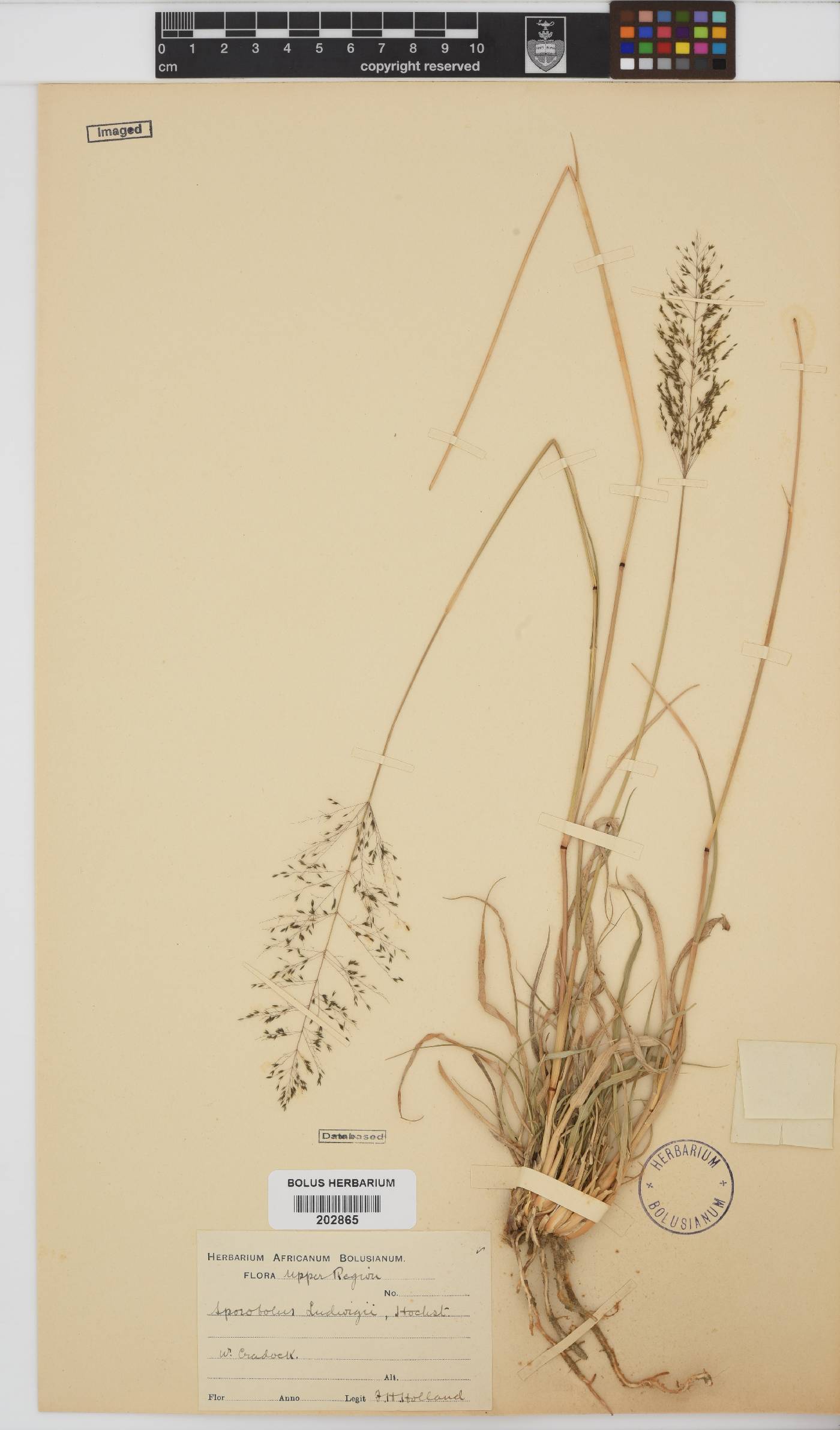 Sporobolus ludwigii image